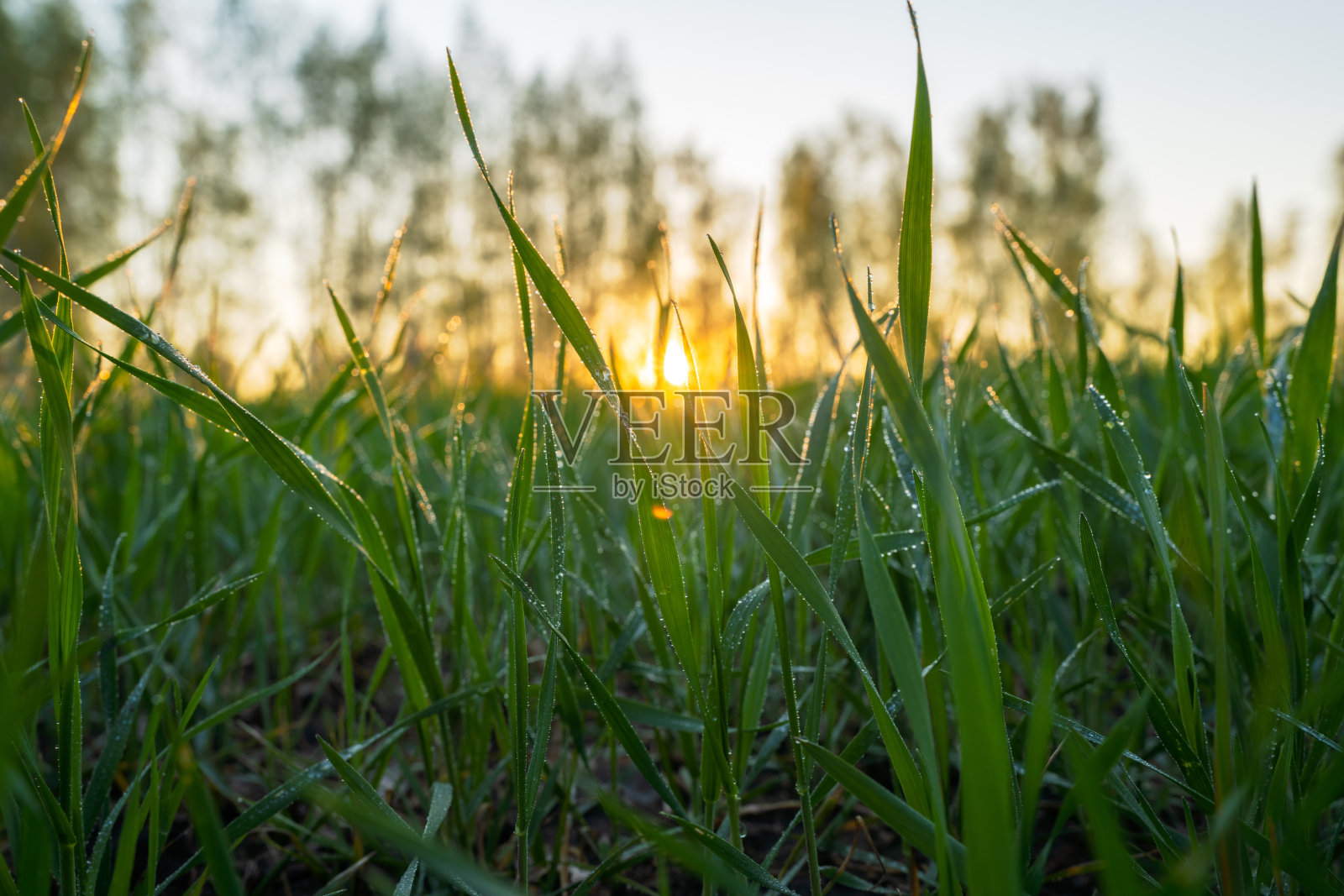 在日出的背景下，覆盖着晨露的小麦幼苗，特写镜头照片摄影图片