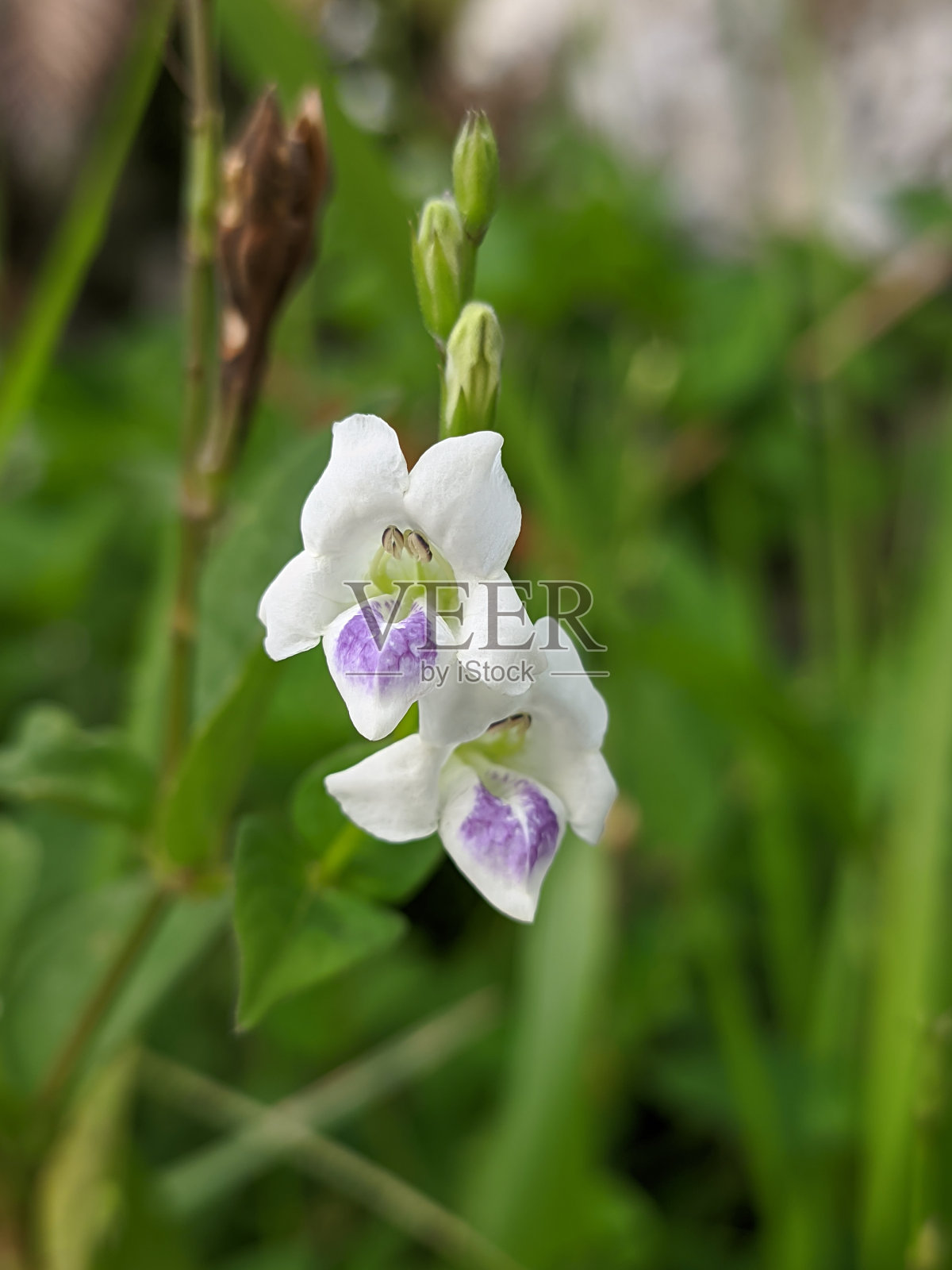 以色列·格拉斯(Asystasia Gangetica照片摄影图片