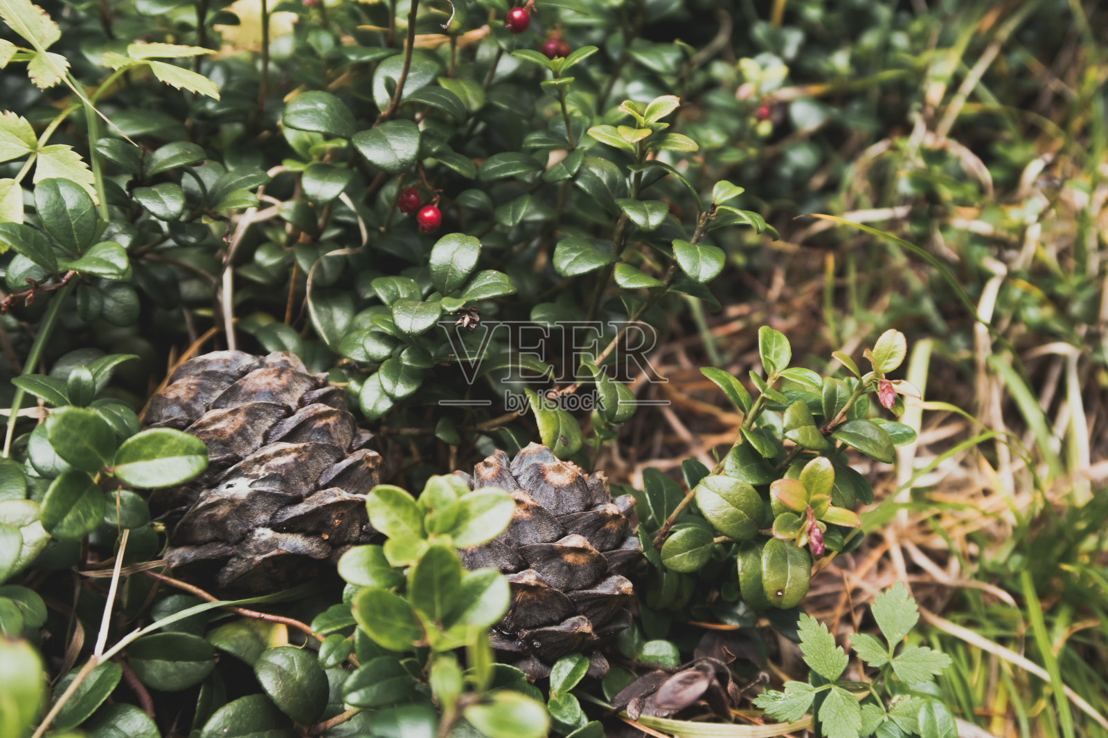 小精致和美丽的雪松球果特写，在长满苔藓的地面上的越橘叶。库存野生木材照片质朴的场景。选择性聚焦，模糊背景库存摄影照片摄影图片