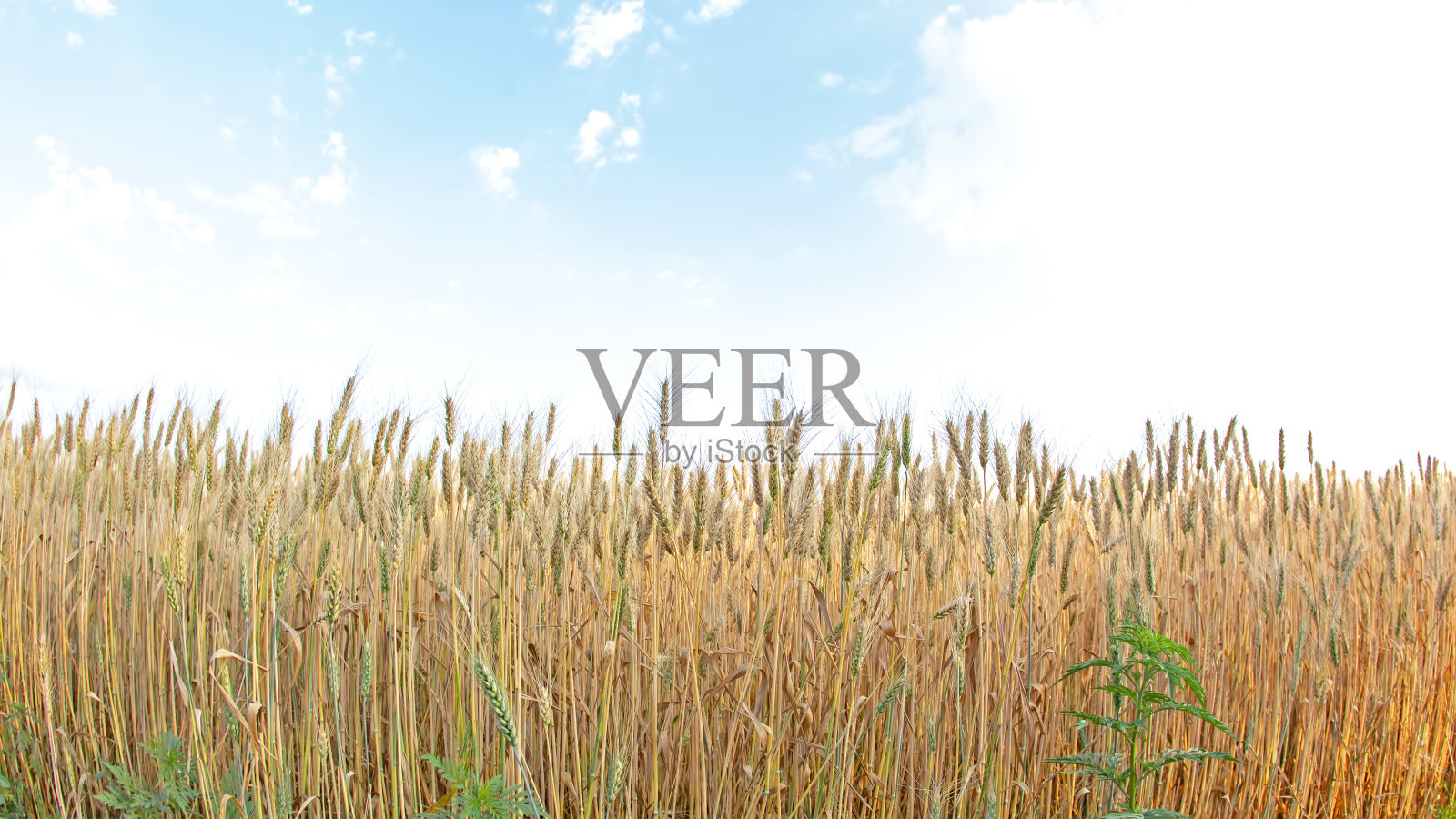 麦田里正在生长的小麦的广角周长与天空的背景相映衬。农学和农业。食品行业。照片摄影图片