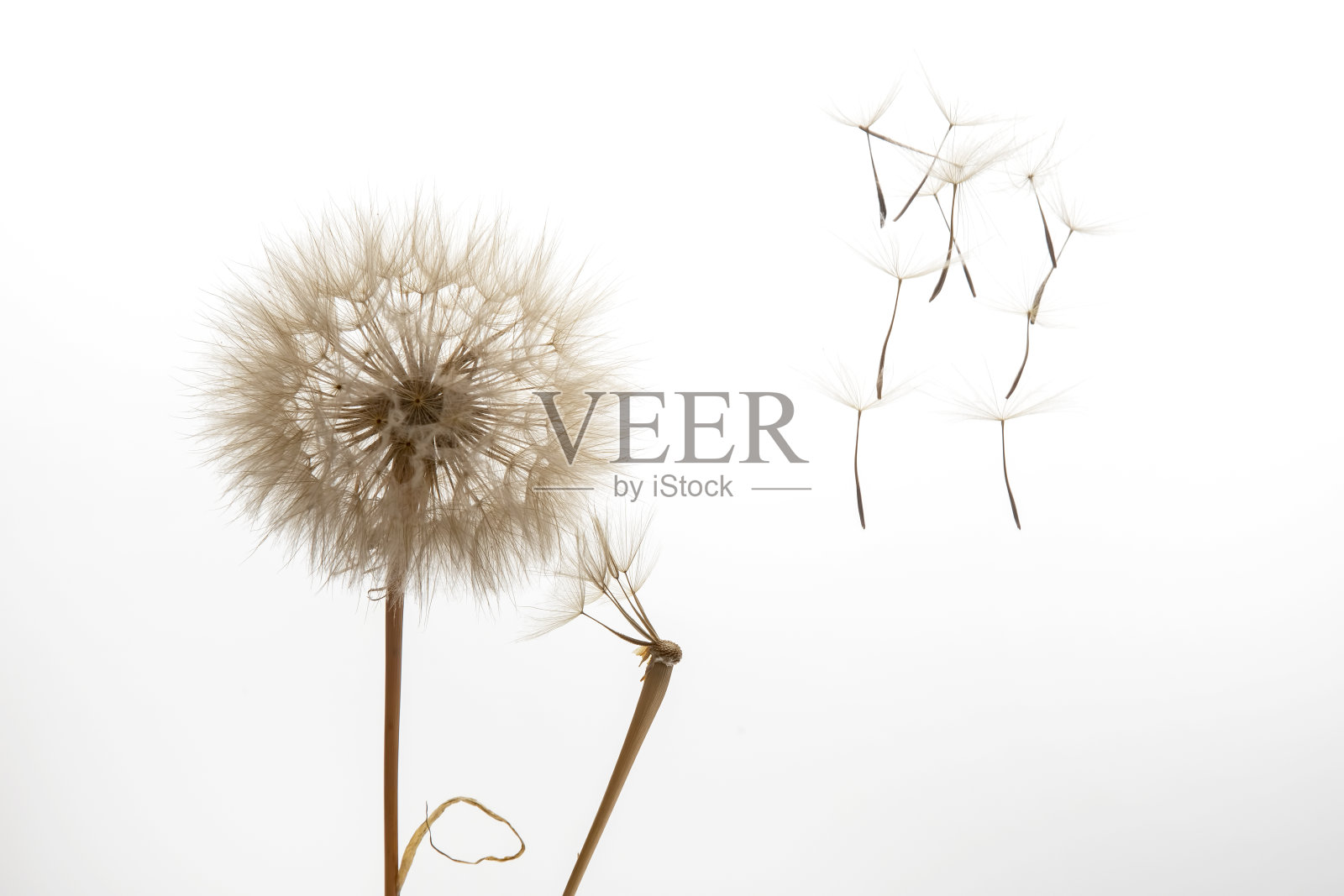 蒲公英的种子从浅背景的花上飞出。植物学和开花生长繁殖。照片摄影图片