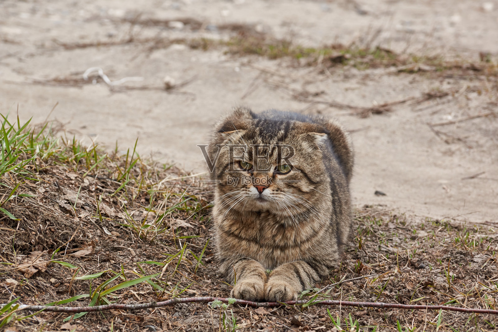 猫在房子的院子里走。照片摄影图片