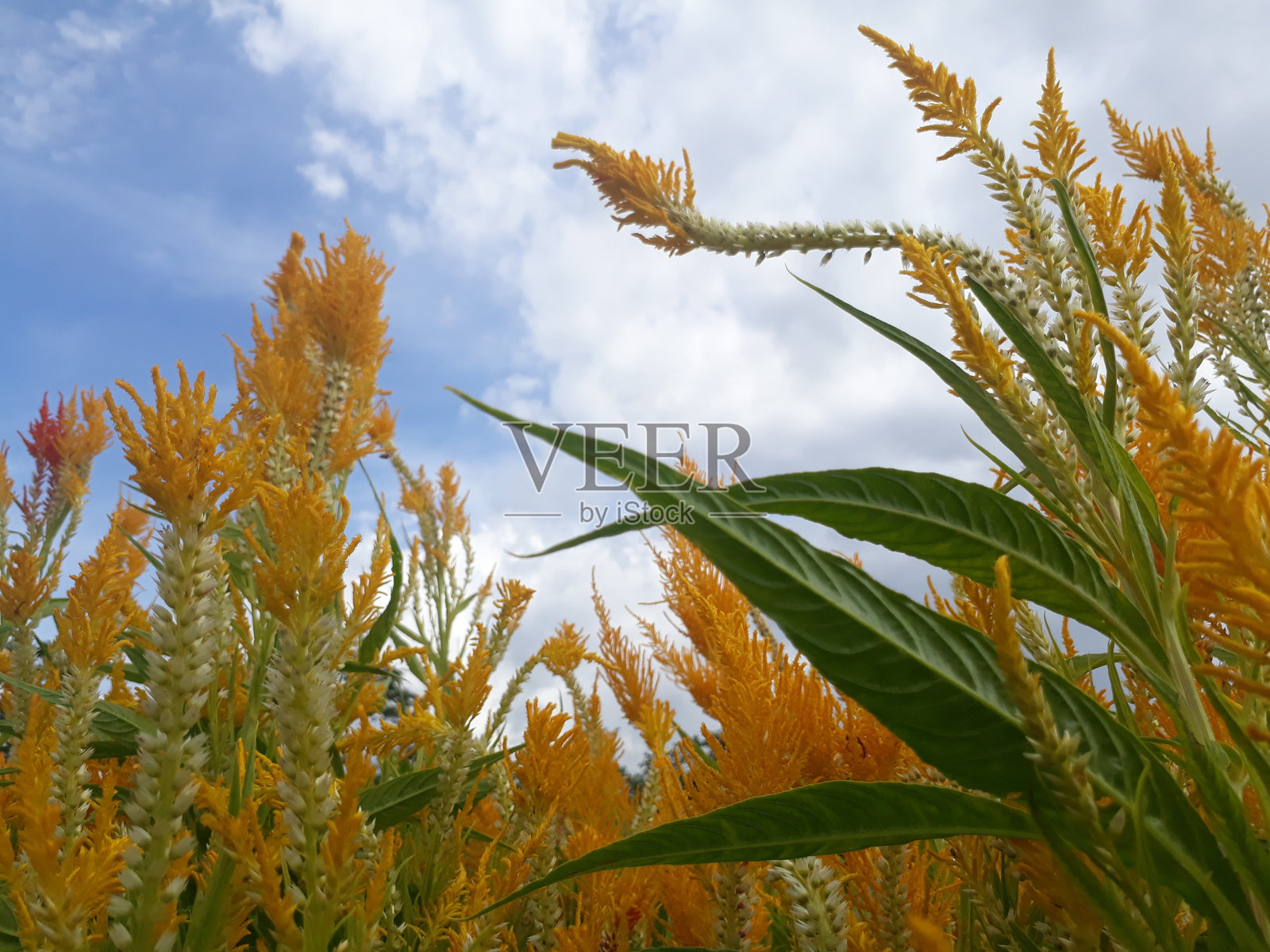 鸡梳花照片摄影图片