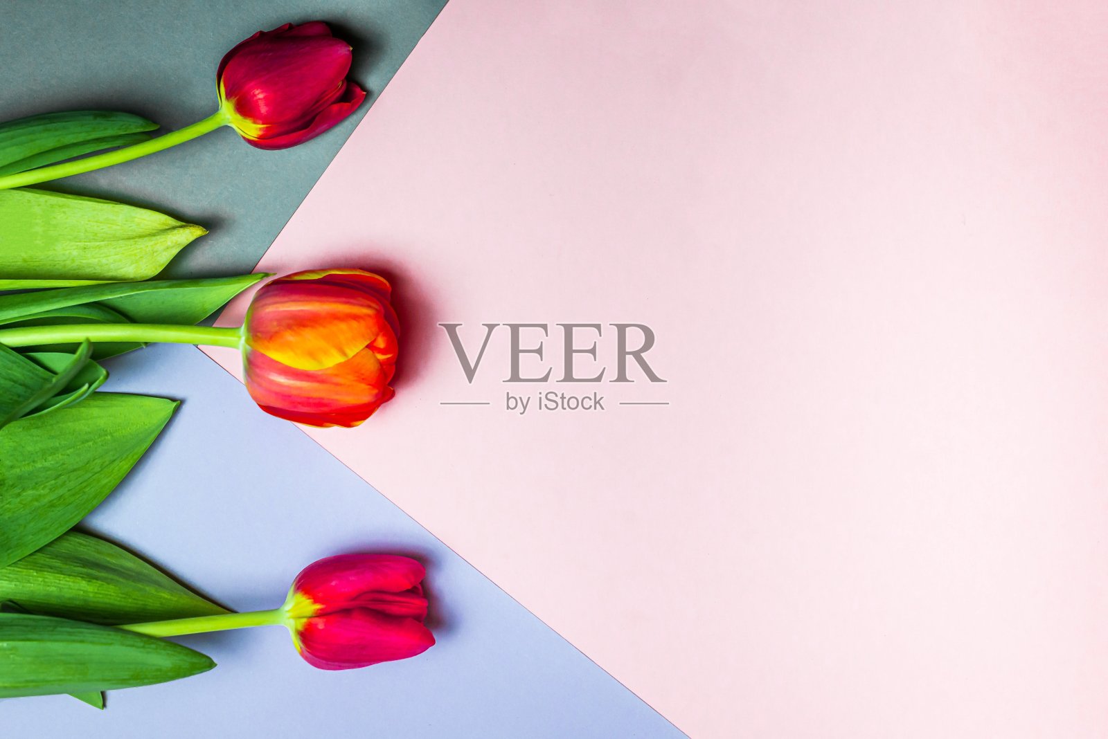 节日花概念与空白文本空间红色郁金香在浅粉色和灰色空间几何背景。平面布局。从上面的观点照片摄影图片