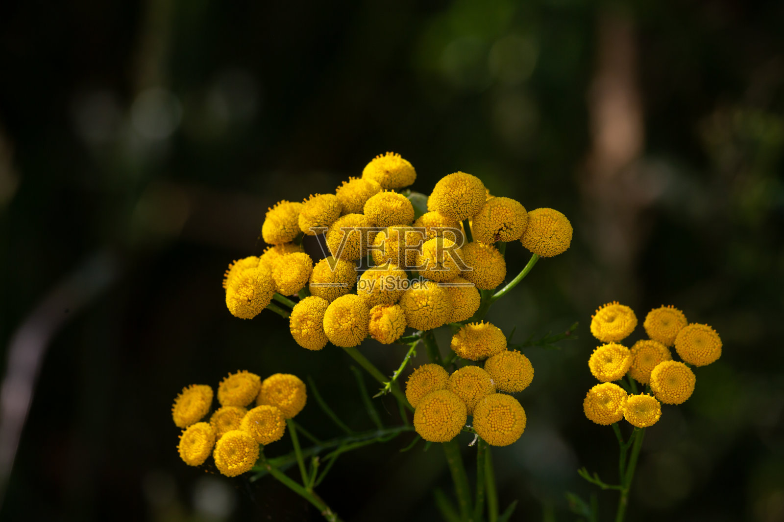唐茜花在一个夏日里微距摄影。照片摄影图片