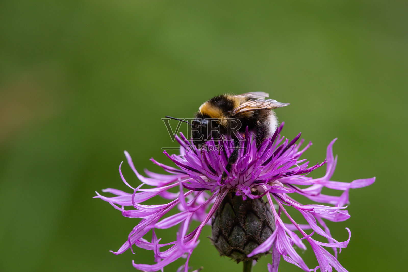 大黄蜂收集紫色花朵的花蜜微距摄影。照片摄影图片