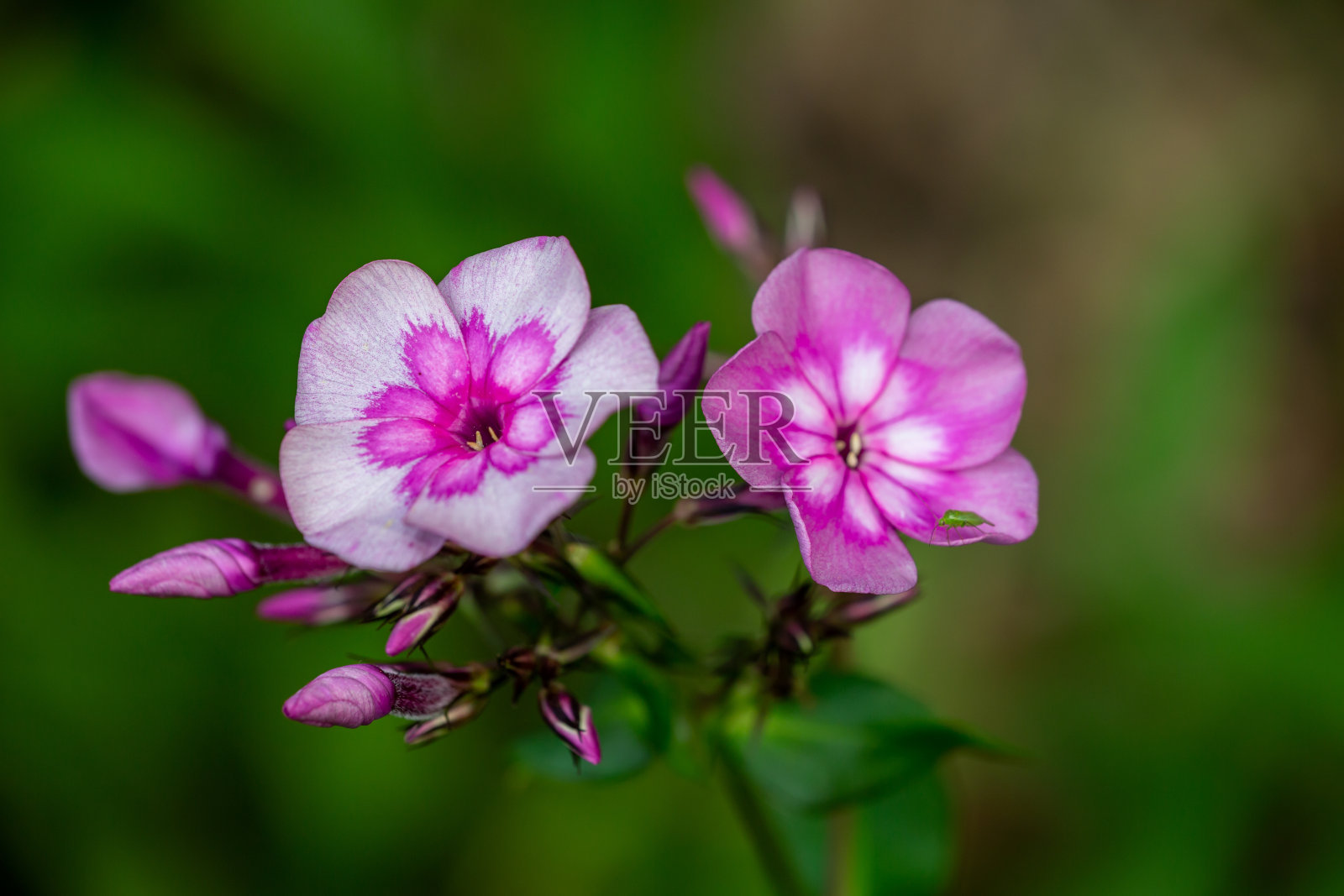 两个花园夹竹桃在一个夏天的微距摄影。照片摄影图片