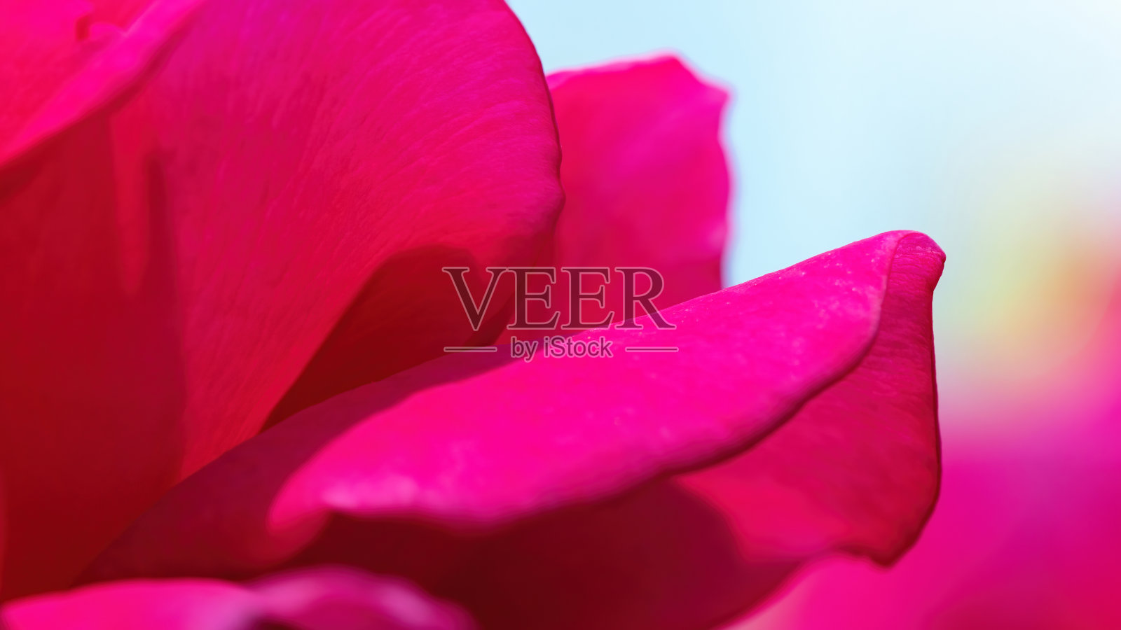 粉红色花瓣在蓝色背景微距照片。抽象花粉红色与蓝色背景在高分辨率。特写玫瑰与蓝色天空背景与复制空间。照片摄影图片