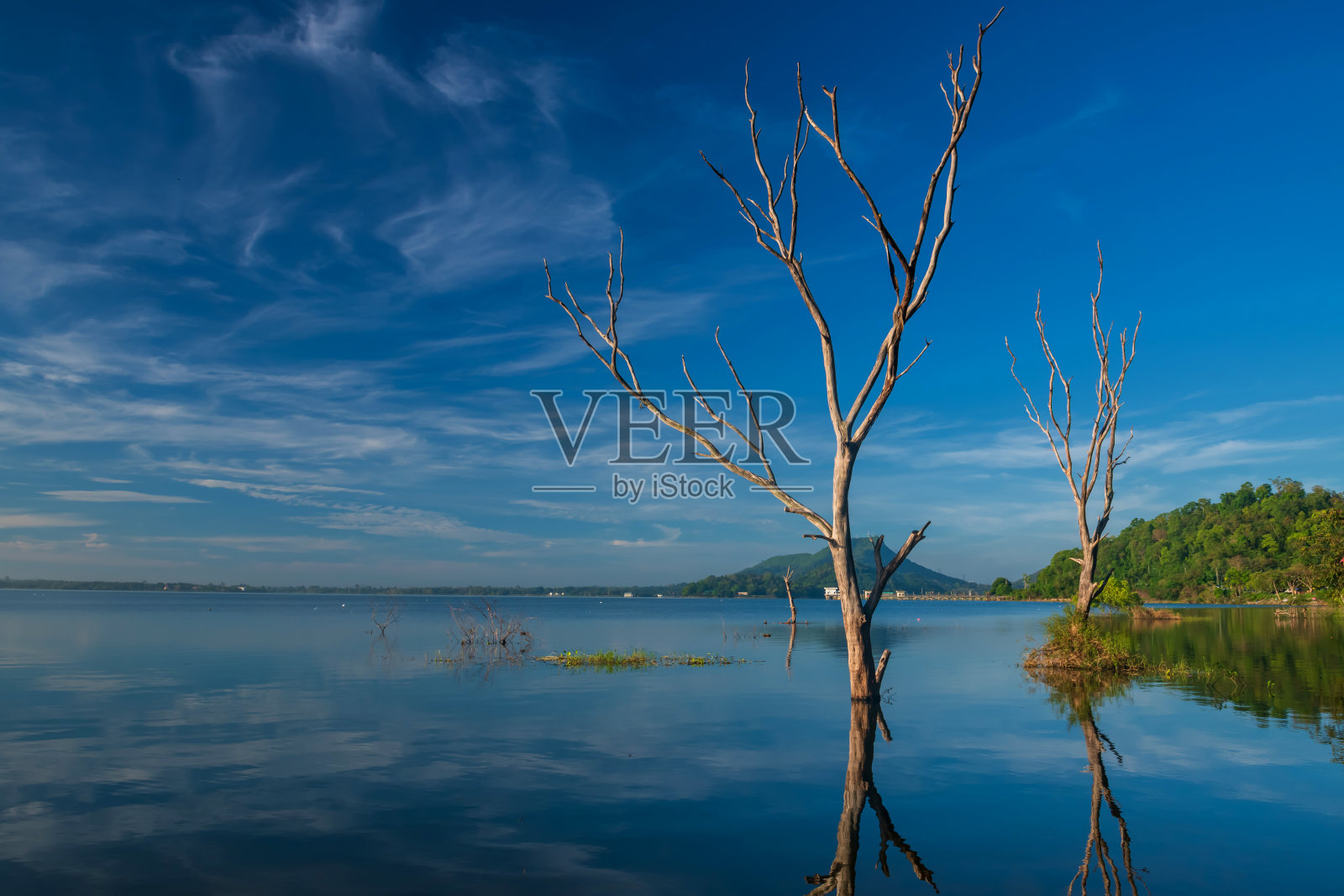 春武里的夏天，邦佛拉水库上的枯树照片摄影图片
