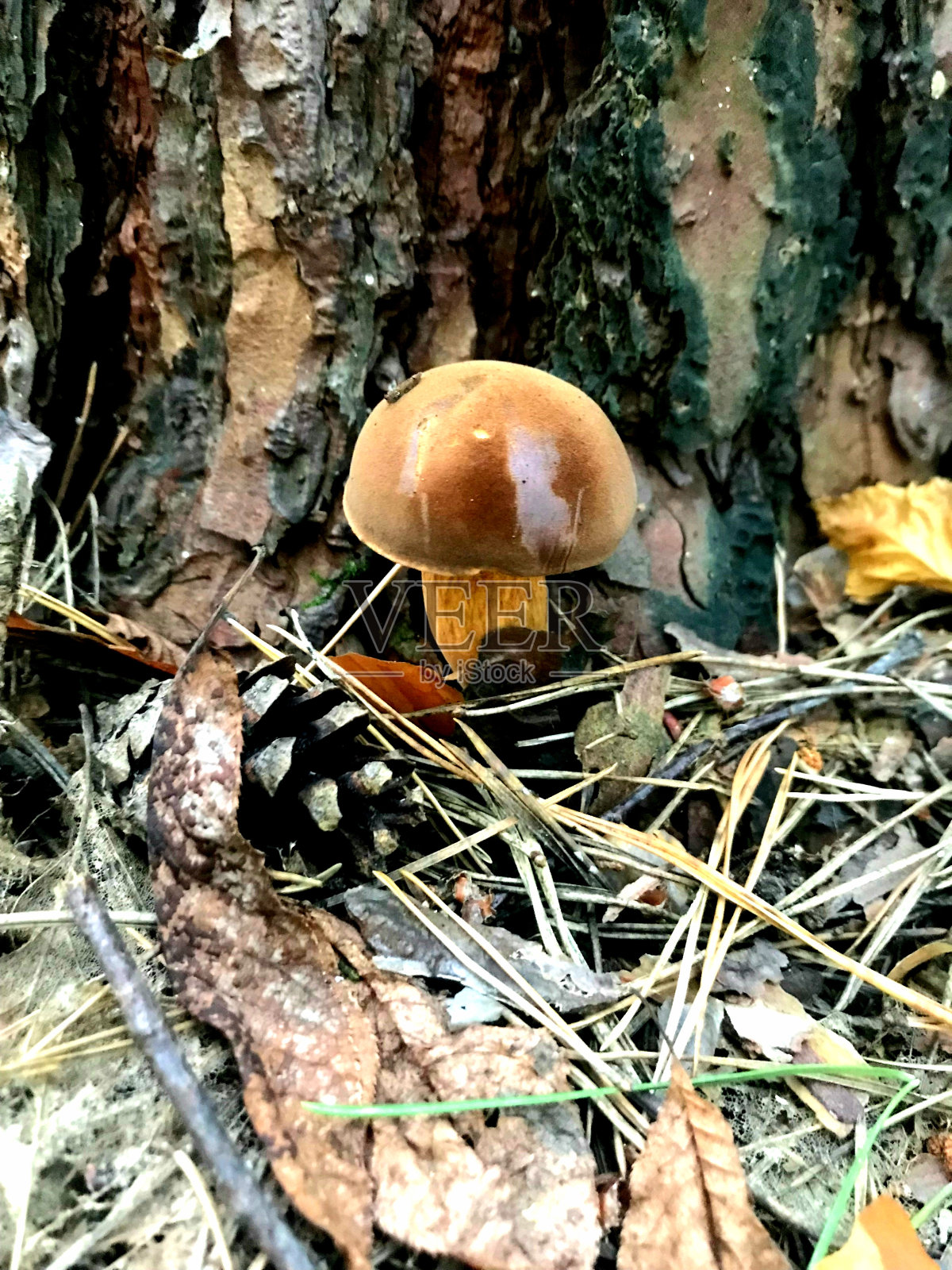这种蘑菇生长在乌克兰的森林里。这是素食食品。蘑菇生长在草地上。牛肝菌属菌类可食的。白色的蘑菇。照片摄影图片