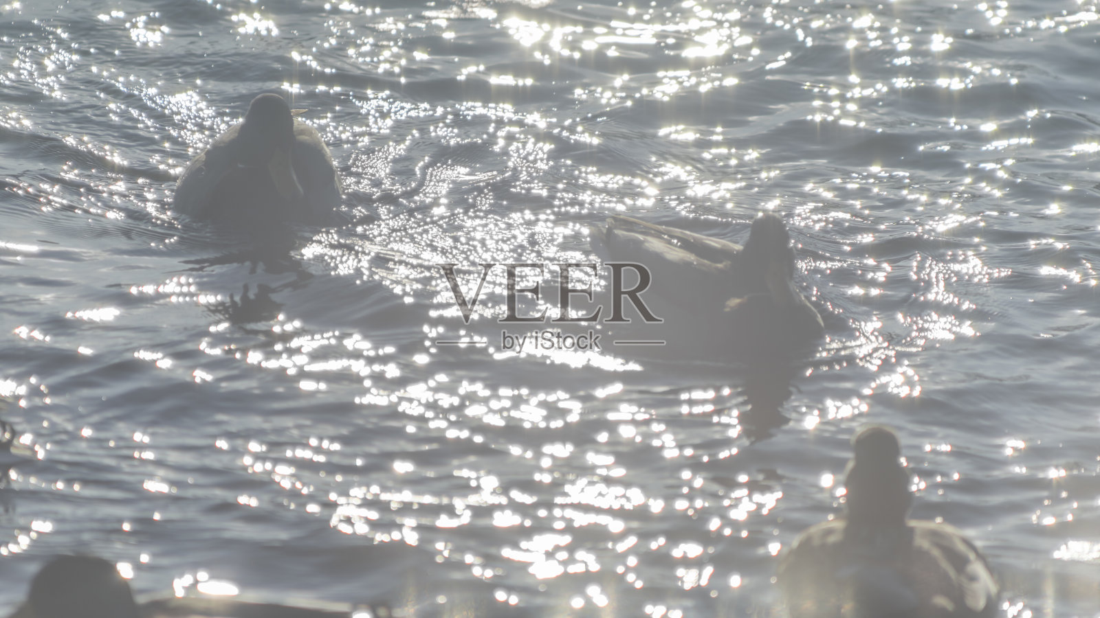 冬日的河水里游泳的鸭子的倩影被阳光照得刺眼。鸭子在河里游泳，抽象的涟漪反射。照片摄影图片