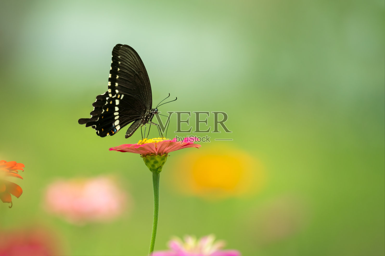 一个美丽的蝴蝶(普通的摩门教徒)坐在叶子/花的特写照片摄影图片