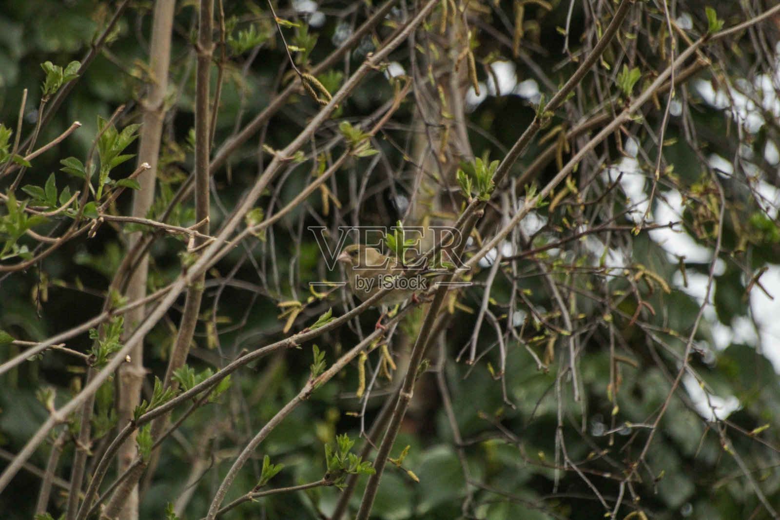 树篱上的小青雀照片摄影图片