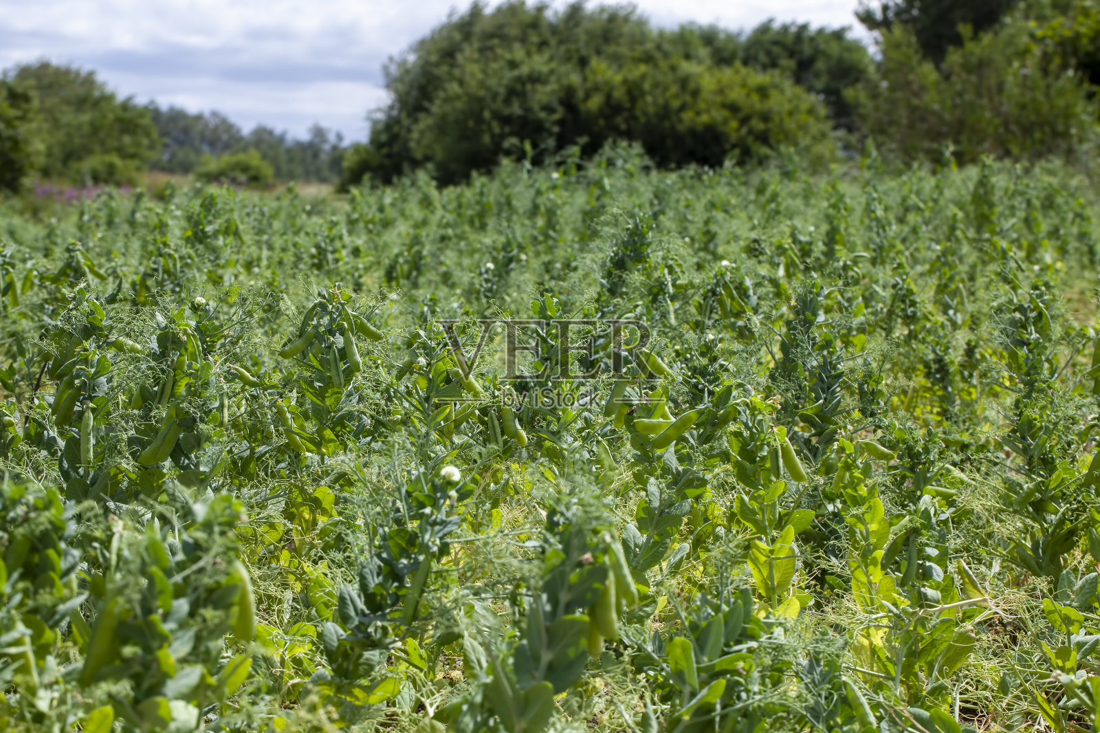 成熟的绿豌豆，用来装罐头照片摄影图片