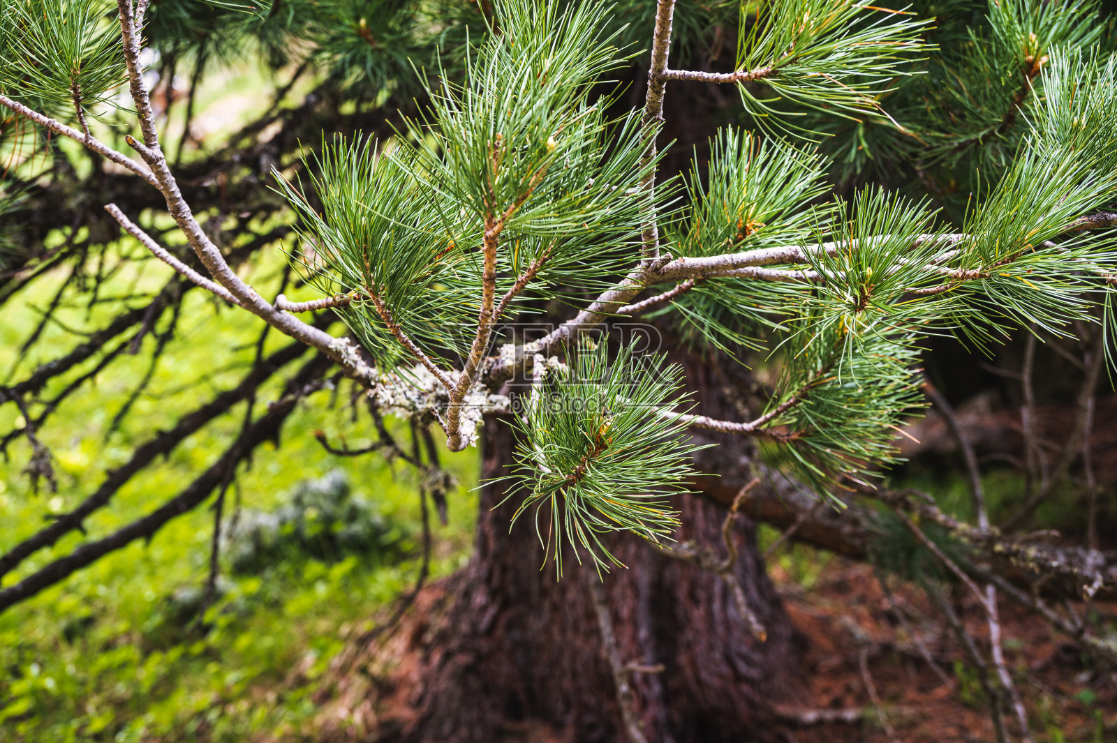 瓦尔·圣尼科洛，波扎在法萨，瓦尔在法萨，多洛米人，意大利照片摄影图片