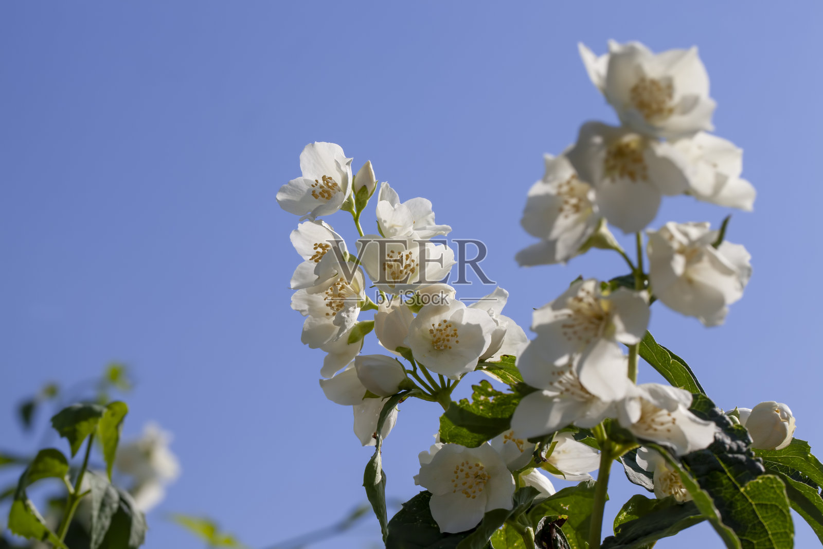 白色的老茉莉花在夏天照片摄影图片