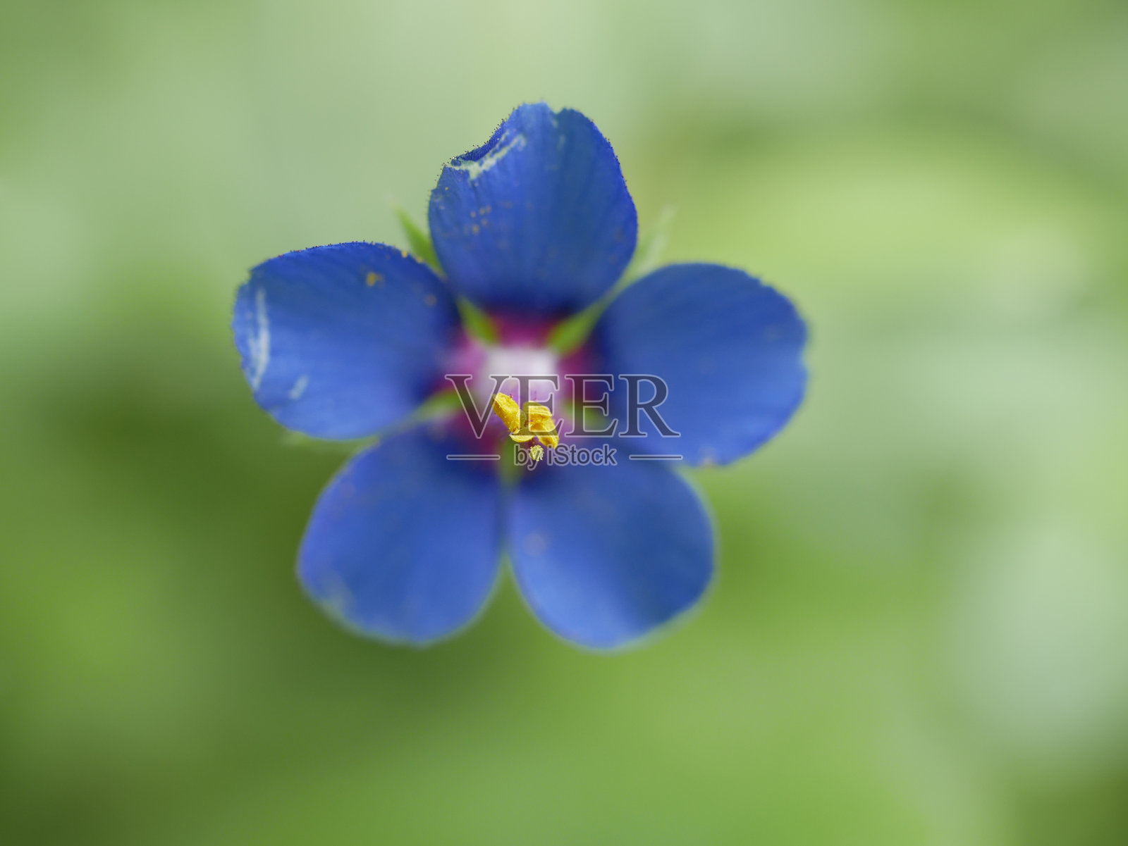 在阳光明媚的夏天开的一种浅蓝色小花。草地上美丽芬芳的野花。照片摄影图片