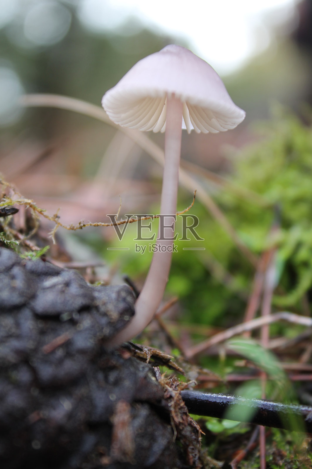 有毒的蘑菇照片摄影图片