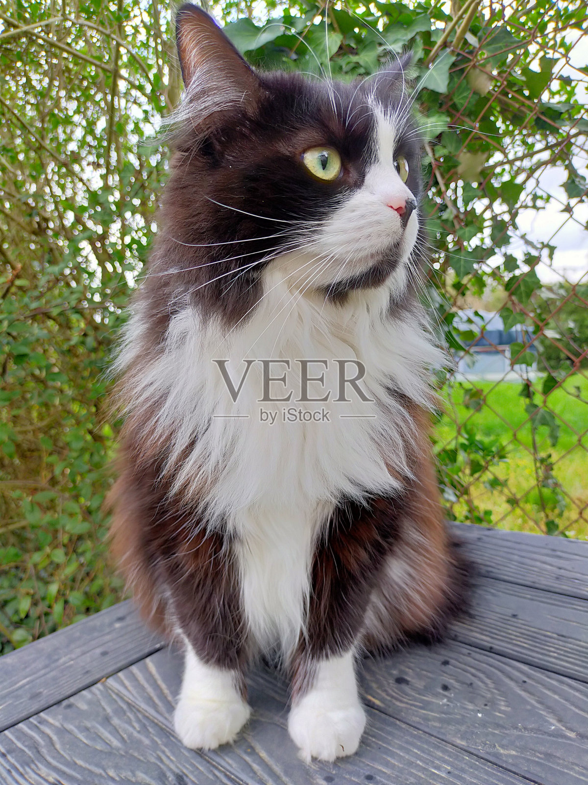 花园里的猫照片摄影图片