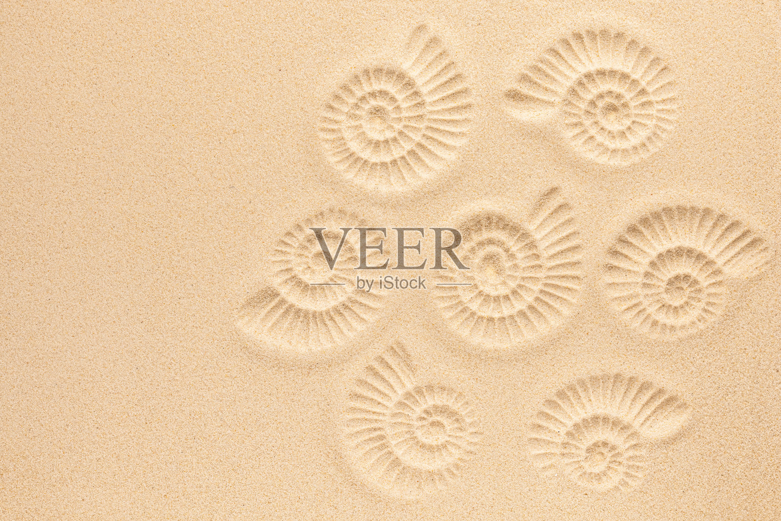 海砂上的鹦鹉螺印。前视图。副本的空间。螺旋形蜗牛壳。夏天的概念照片摄影图片