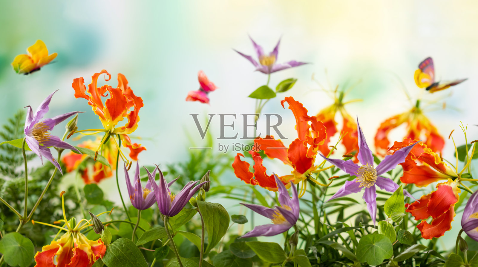 美丽的橙色和紫罗兰花，蝴蝶在夏天的花园。铁线莲和荣耀花。夏花的概念。横幅。照片摄影图片