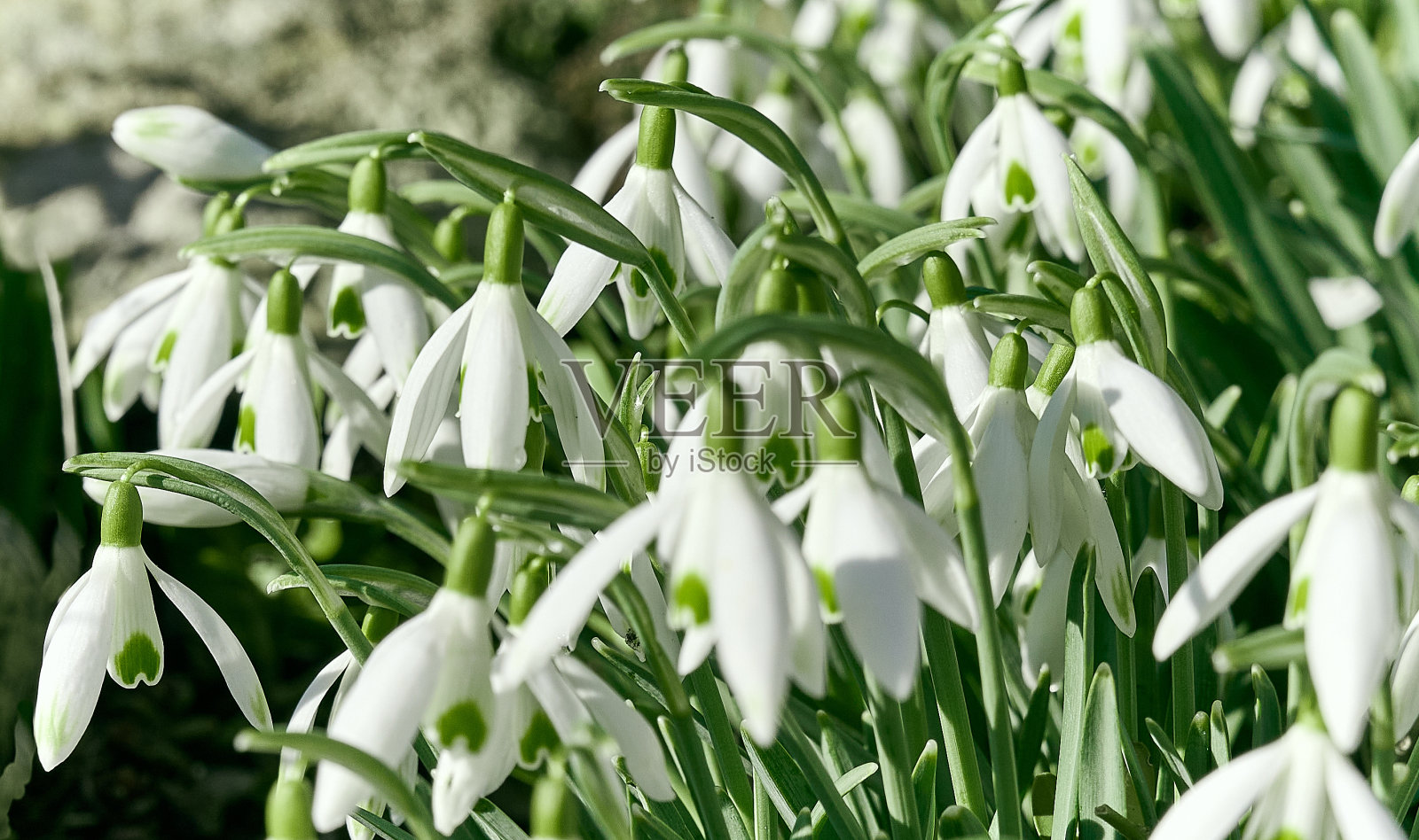 精致的雪花莲(雪花莲属)。第一个春天的花朵。照片摄影图片