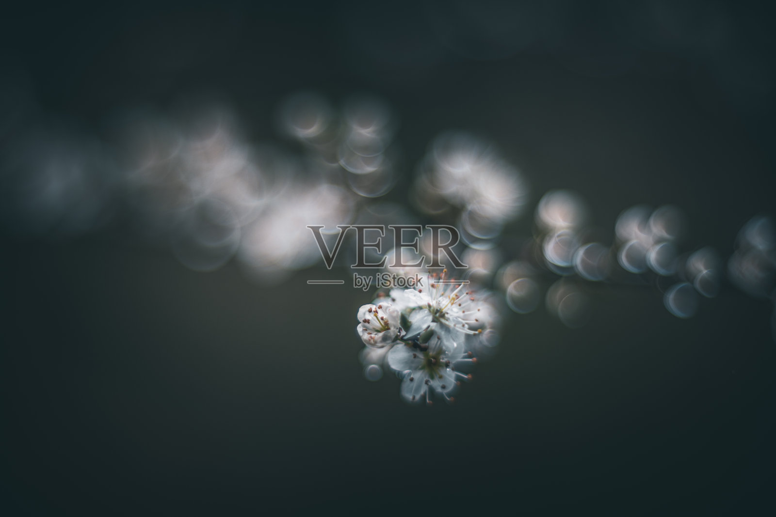 可否树花柔焦用复古镜头照片摄影图片