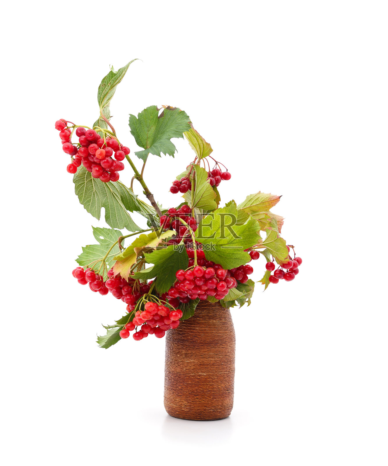 红色荚蒾的小枝，叶重。照片摄影图片