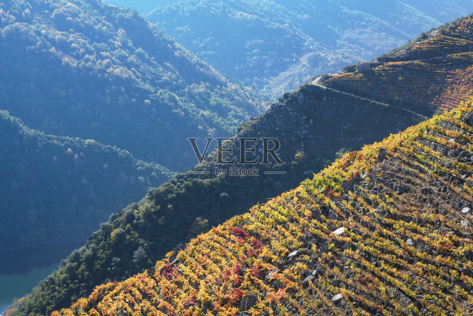 葡萄园覆盖的山坡与森林覆盖的山坡交替照片摄影图片