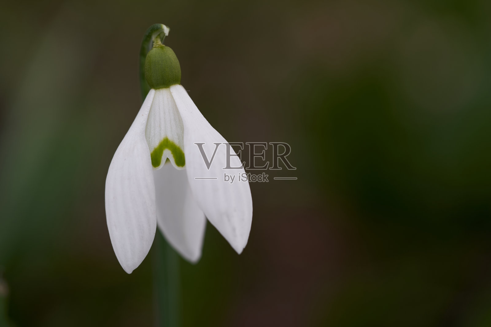 森林中盛开的春花雪兰。被称为雪花莲或普通雪花莲。花头的细节，选择焦点。照片摄影图片