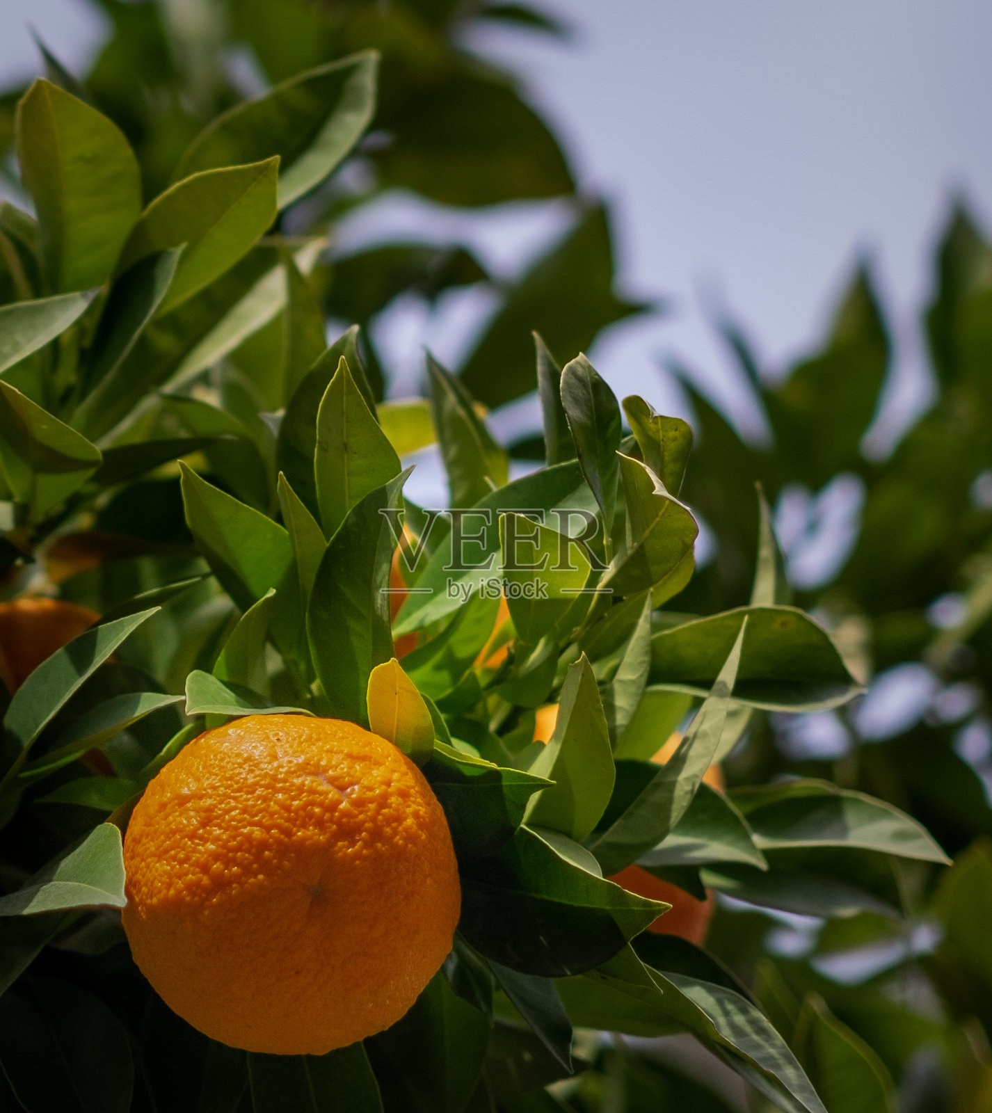 苦橙4照片摄影图片