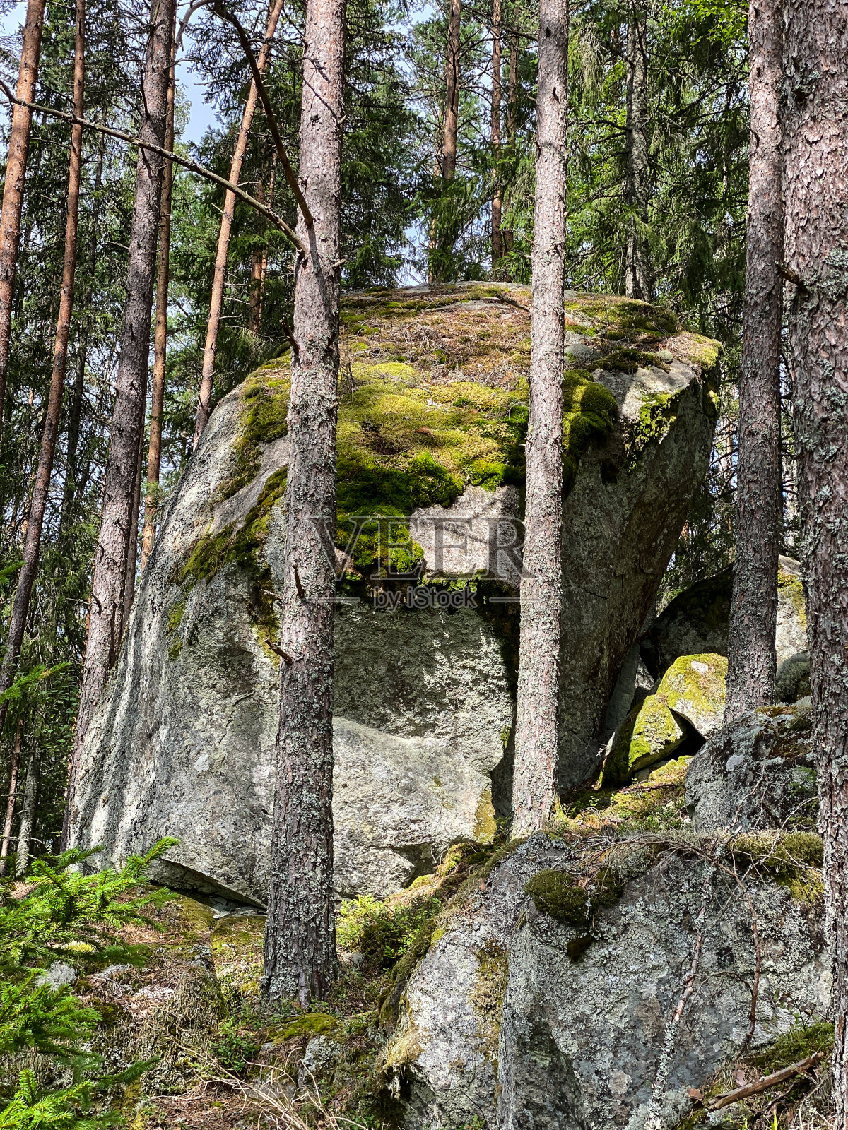岩石覆盖在青苔松树林照片摄影图片