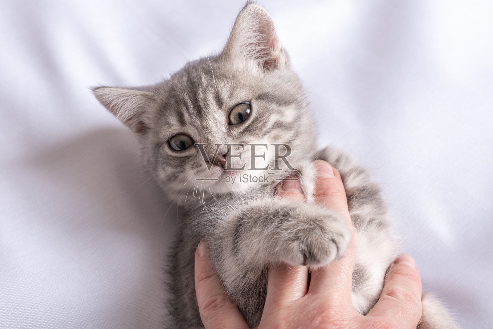 一个男人手里躺着一只灰色条纹的小猫，它躺在一条白色的毯子上。快乐的猫喜欢被男人爱抚照片摄影图片