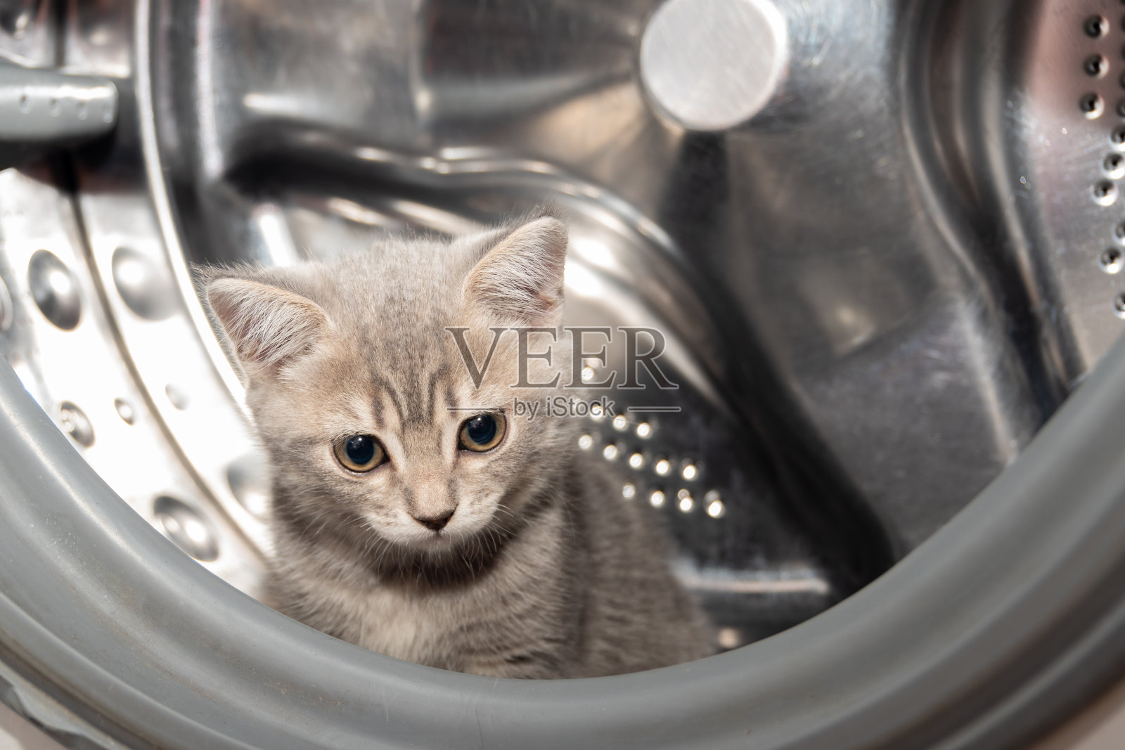 一只顽皮的小猫藏在洗衣机里。一只带条纹的灰色英国小猫躺在洗衣机滚筒里照片摄影图片