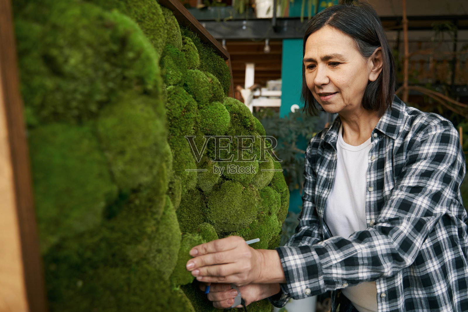 创意设计师粘绿色植物的图片照片摄影图片