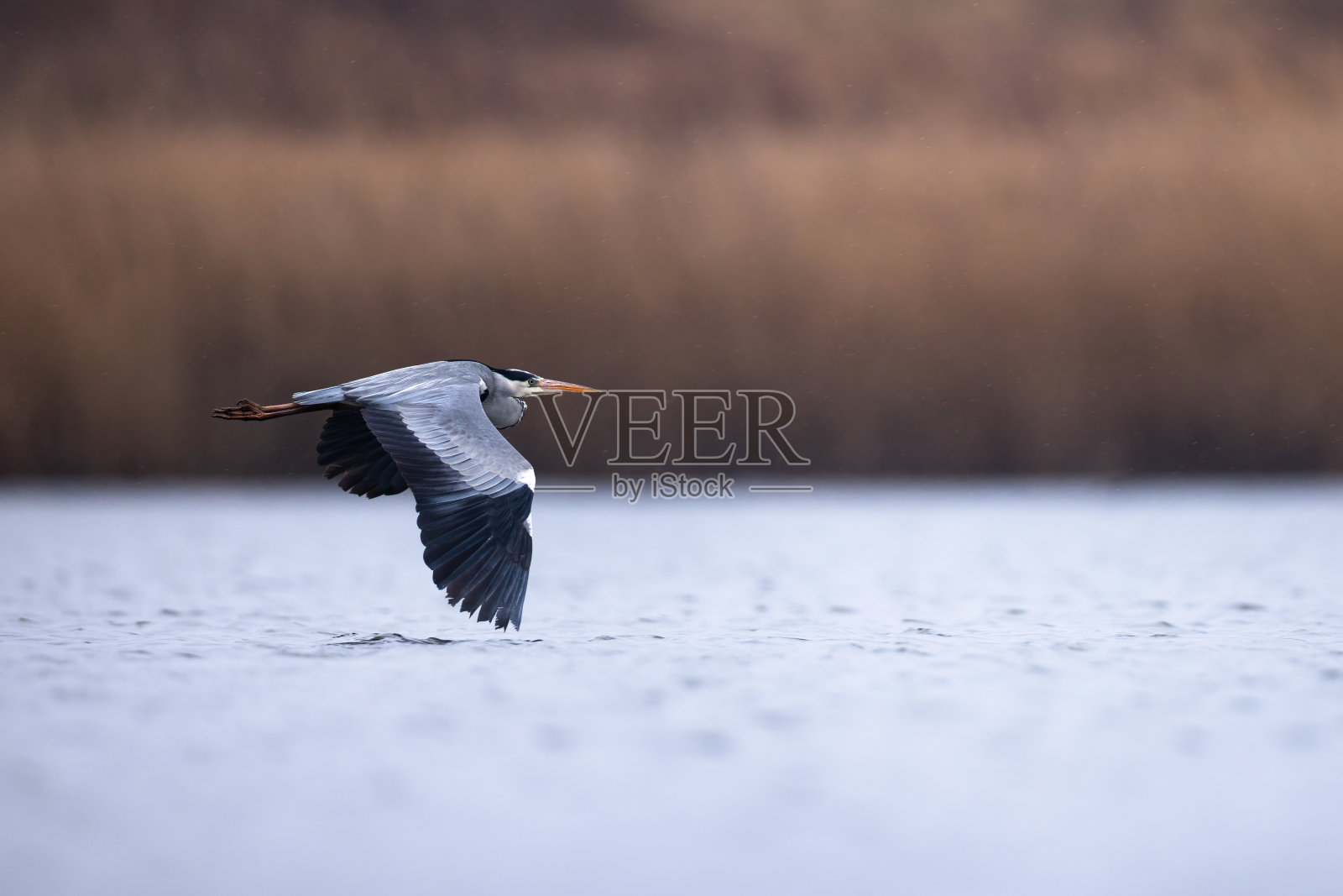 灰鹭飞行的自然栖息地照片摄影图片