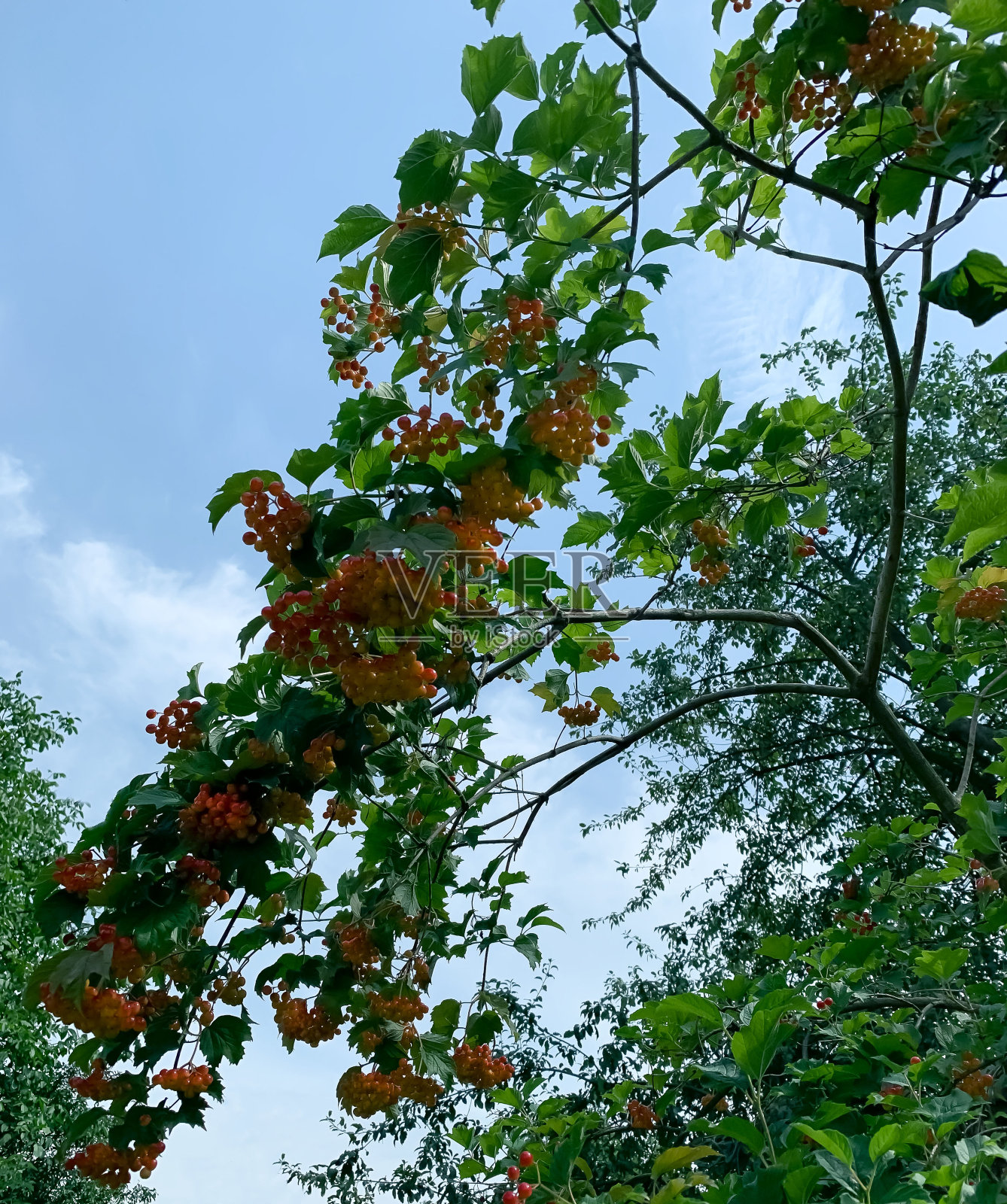 绿色的灌木和荚蒾的浆果，衬托着蓝色的天空和复制空间照片摄影图片