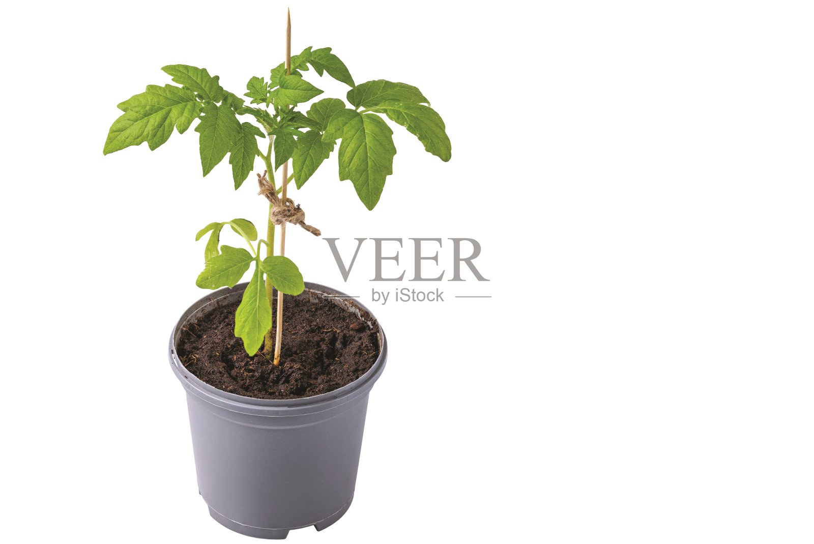 近距离观看番茄幼苗种植在花盆与土孤立在白色背景。瑞典。照片摄影图片