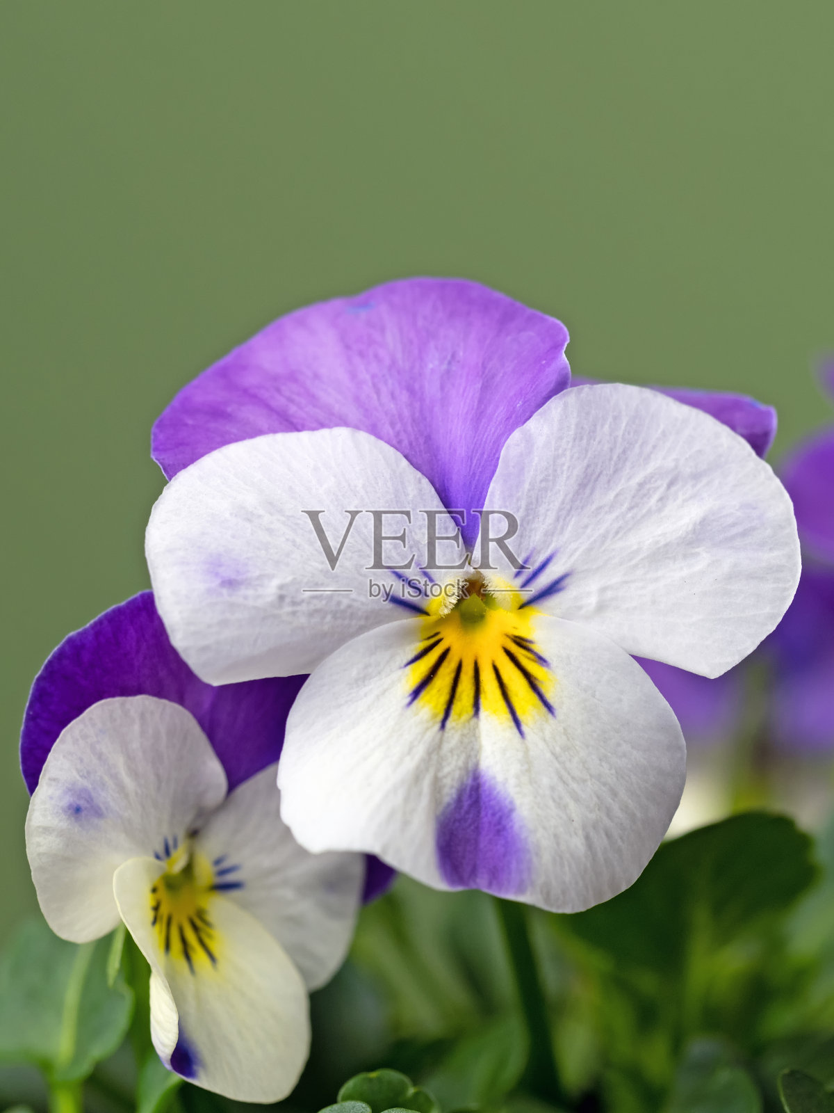 近角的紫罗兰(堇菜角)花孤立在绿色背景上照片摄影图片