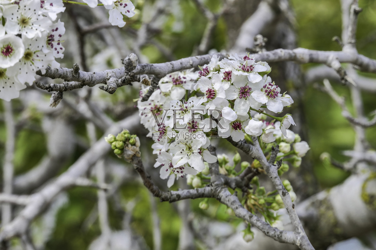 梨树开花的树枝与白色花朵的特写，选择性聚焦照片摄影图片