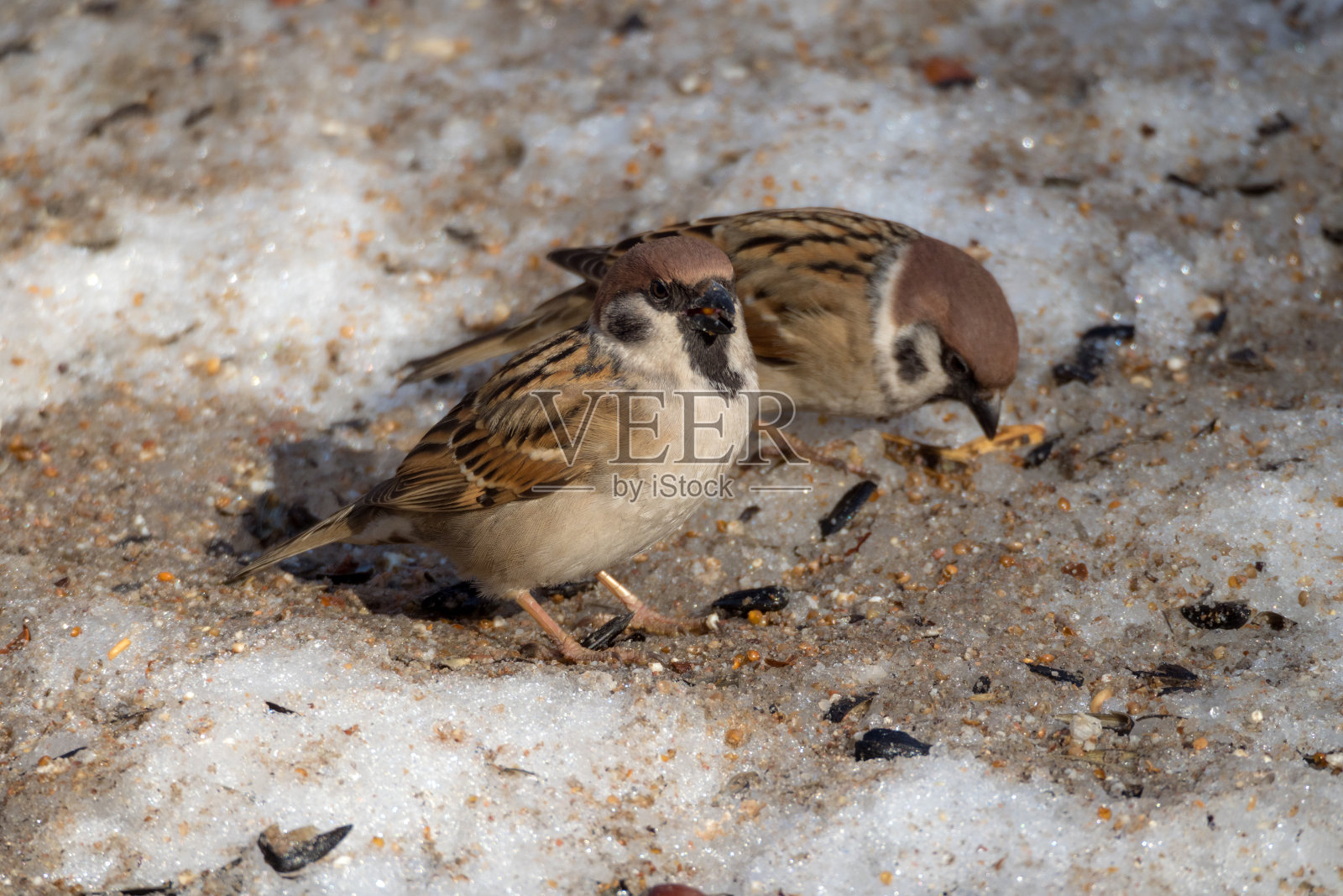 两只麻雀在融化的雪上照片摄影图片