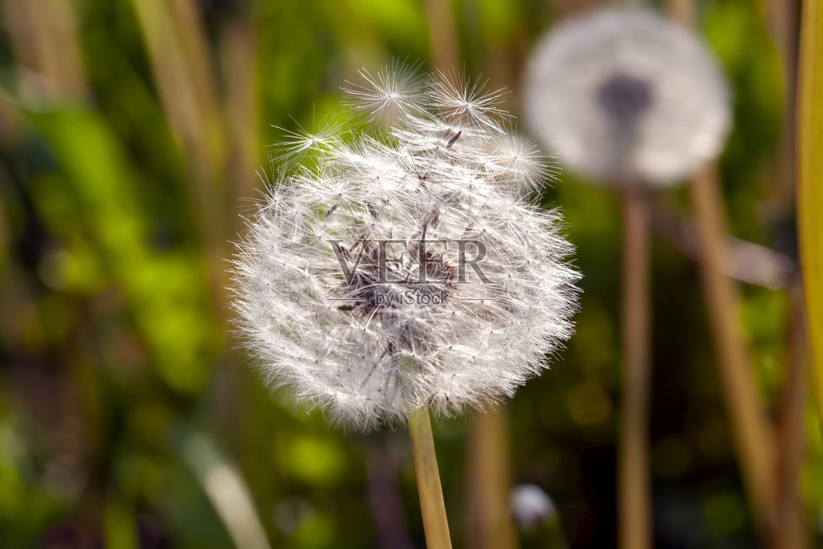 白色美丽的蒲公英花，带着种子照片摄影图片