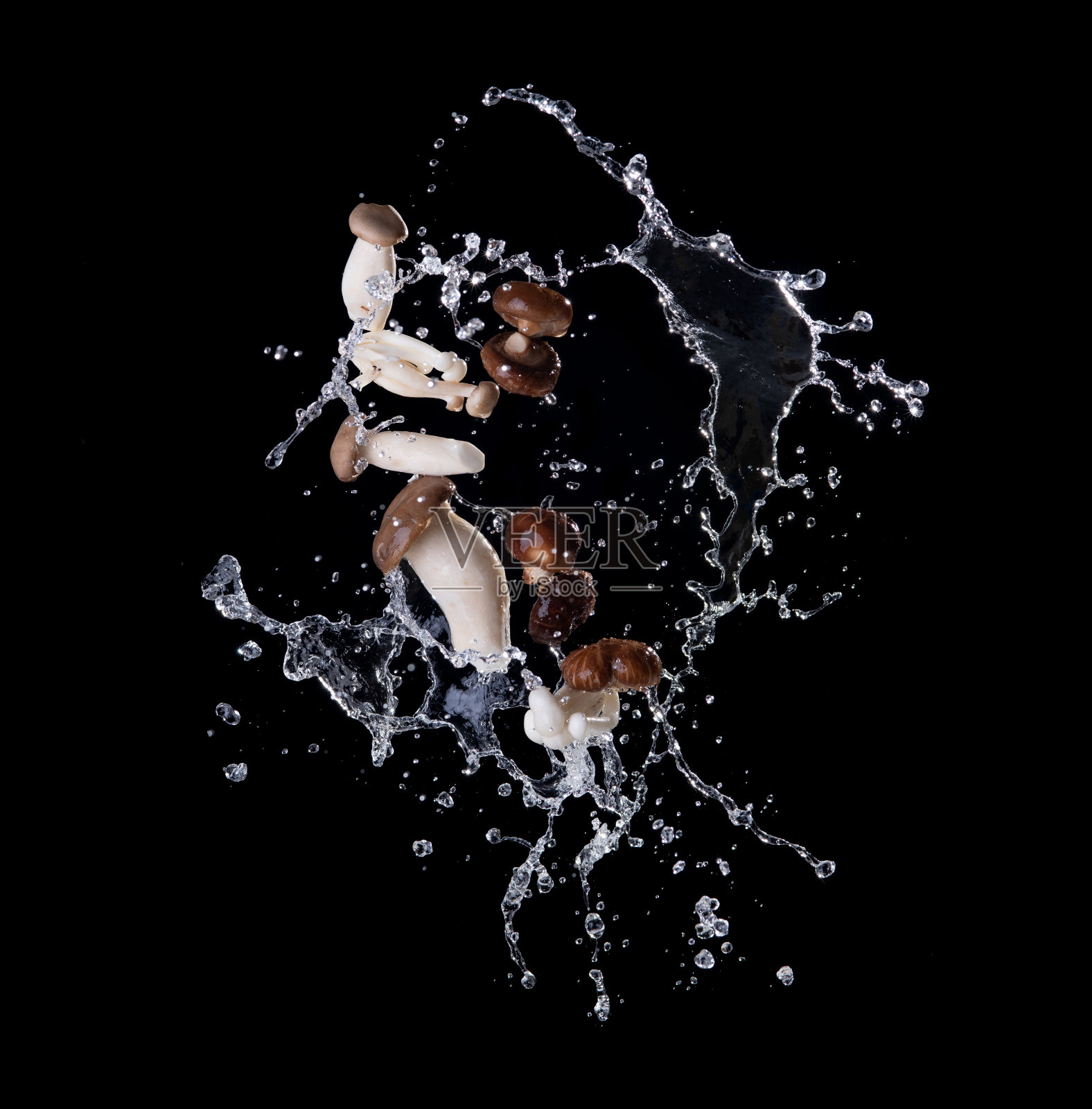 香菇和oriingi蘑菇与水溅在黑色背景下，飞行食物照片摄影图片