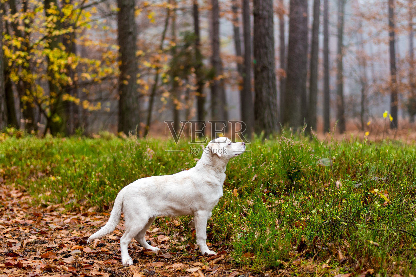 白色的拉布拉多，杂种，秋天森林里满是树叶的狗。照片摄影图片