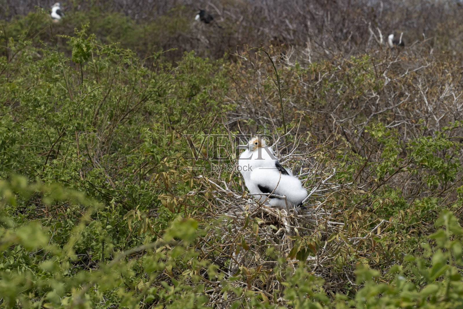 厄瓜多尔加拉帕戈斯群岛圣克里斯托巴尔岛洛沃斯岛的华丽护卫舰鸟小鸡照片摄影图片