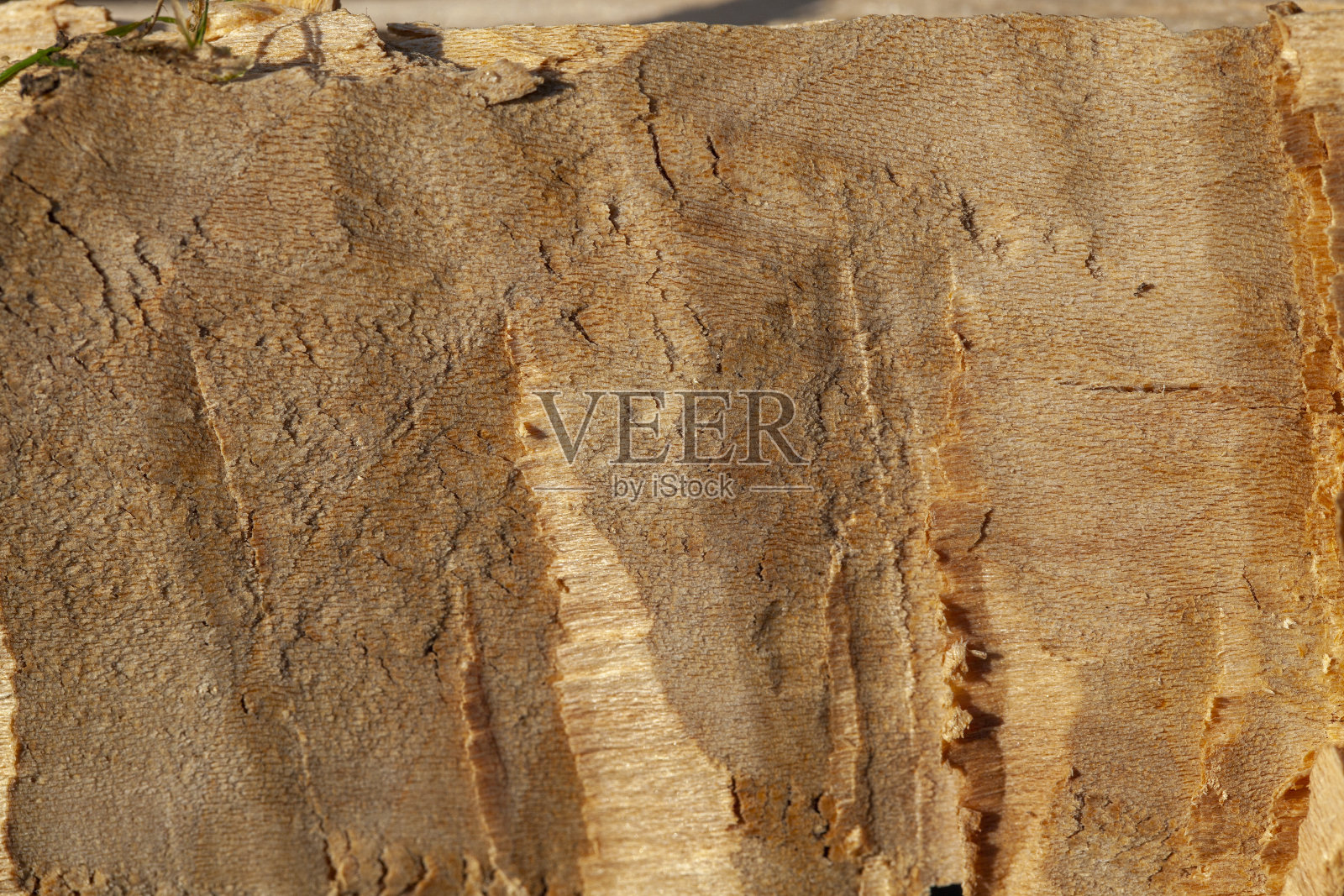 在火中燃烧的干木头是从树干上掉下来的照片摄影图片