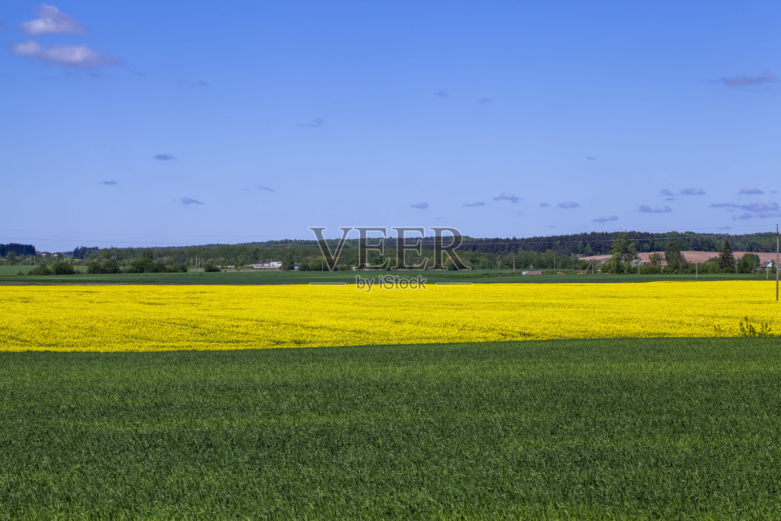 田野里生长着野生的蒲公英照片摄影图片