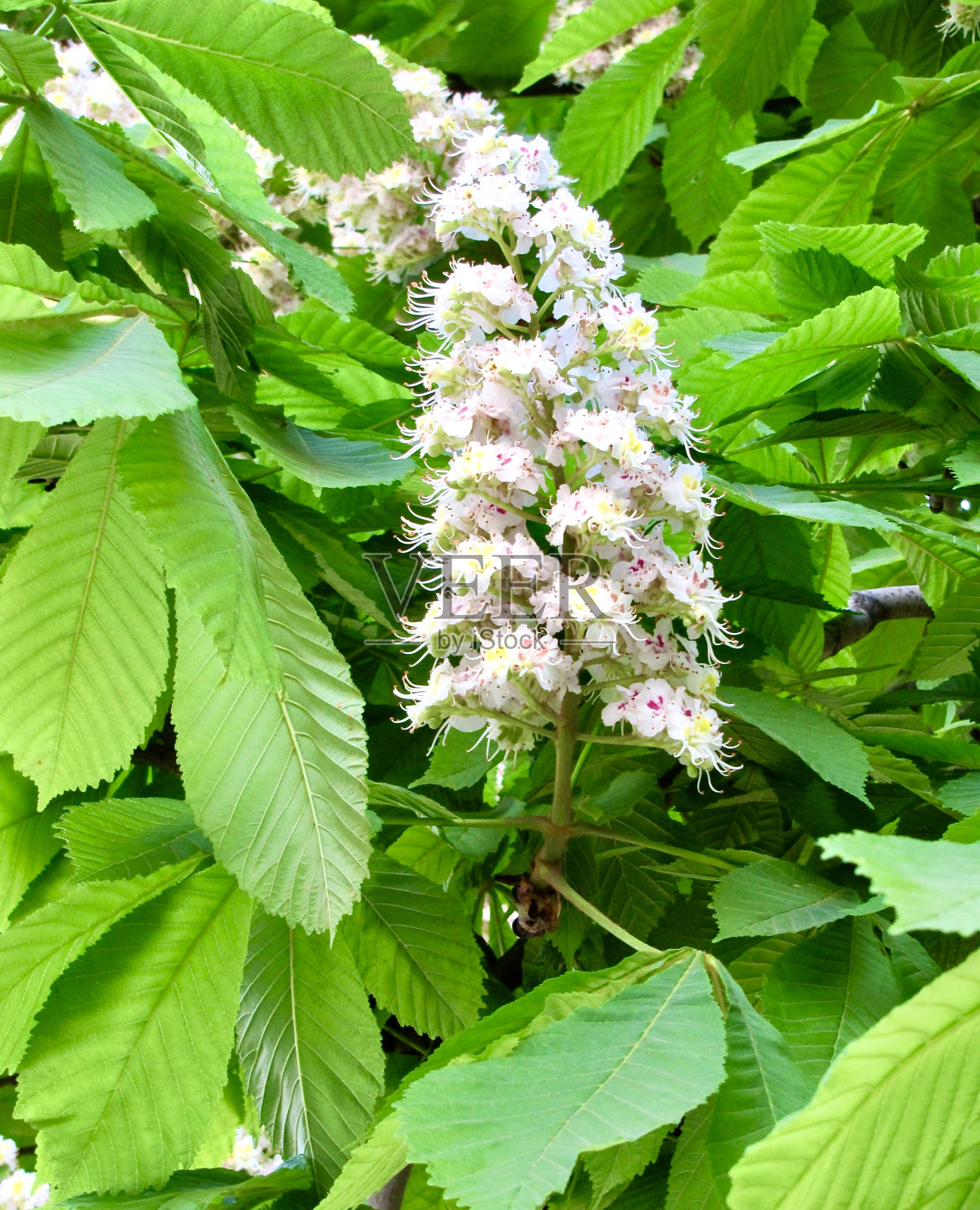 开花的栗子紧挨在树上照片摄影图片