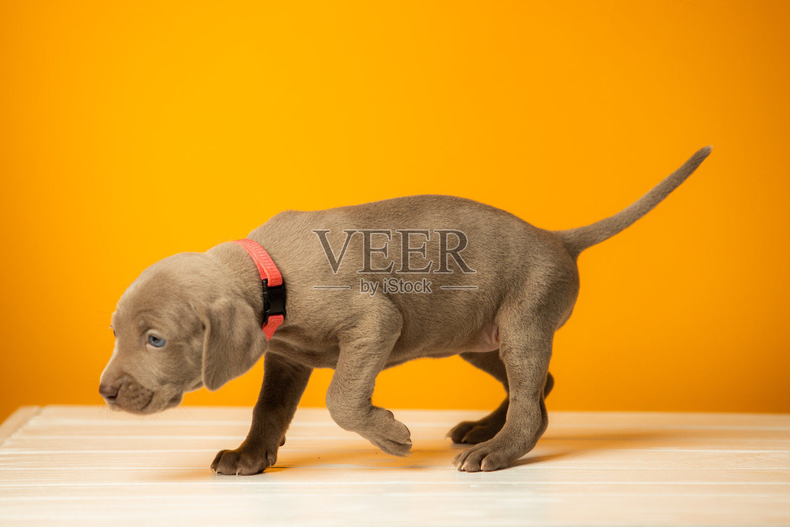 可爱的可爱的weimaraner小狗在橙色的背景照片摄影图片