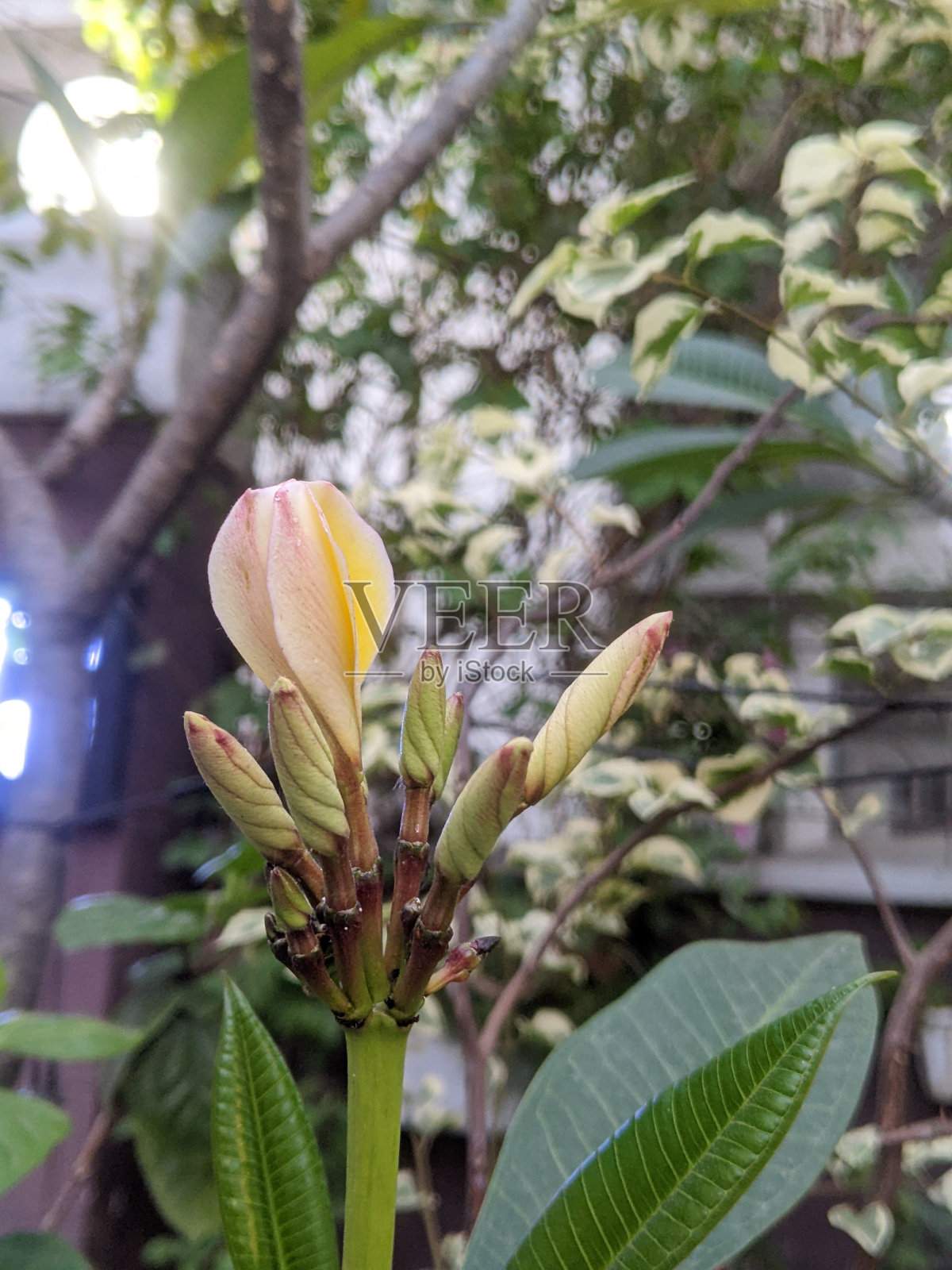 Plumeria花照片摄影图片